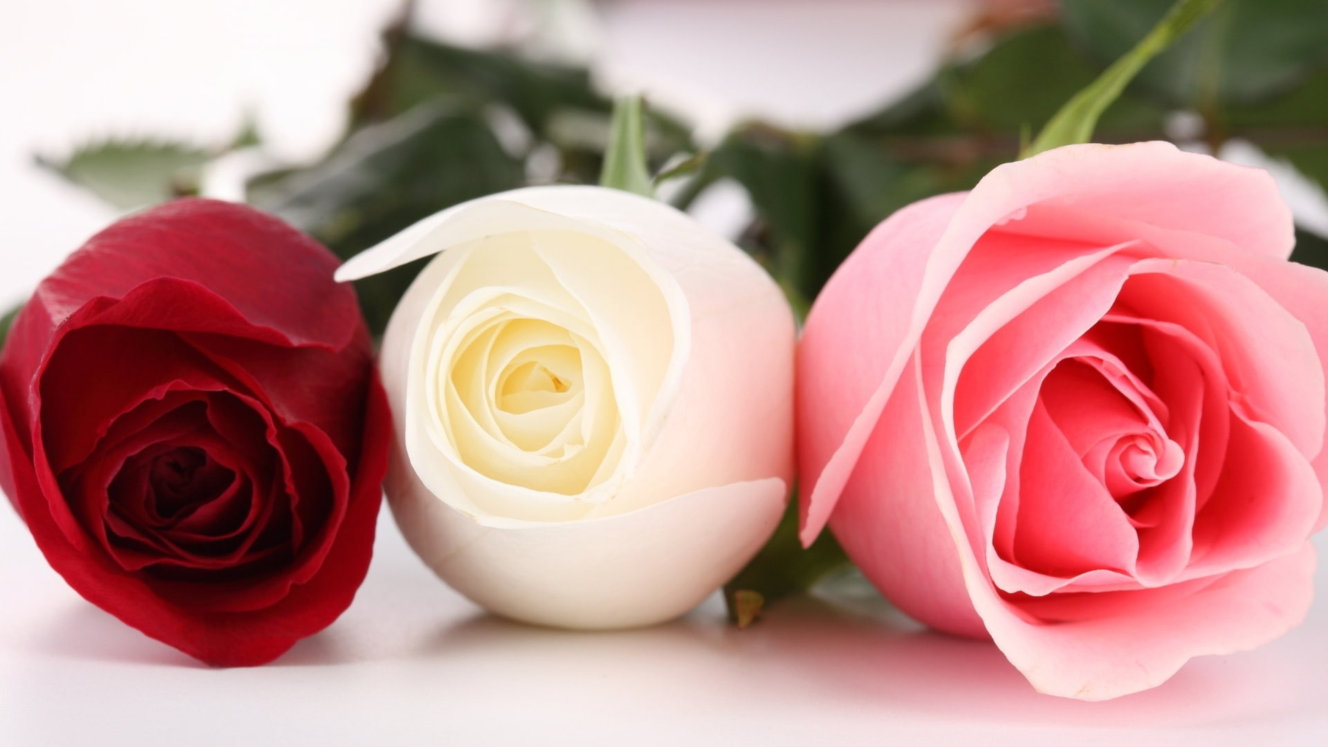 Roses Macro Red Rose White Pink Bud Flowers 2k