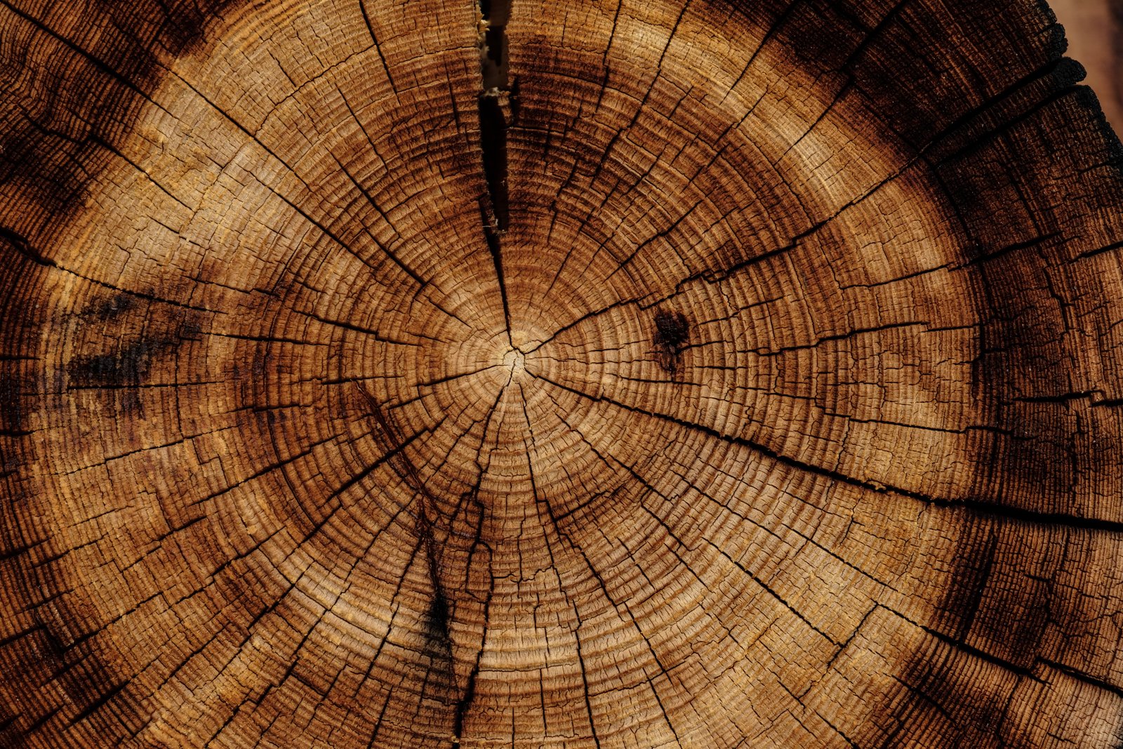 round brown wood slab trunk tree texture Material 2k 4k 5k