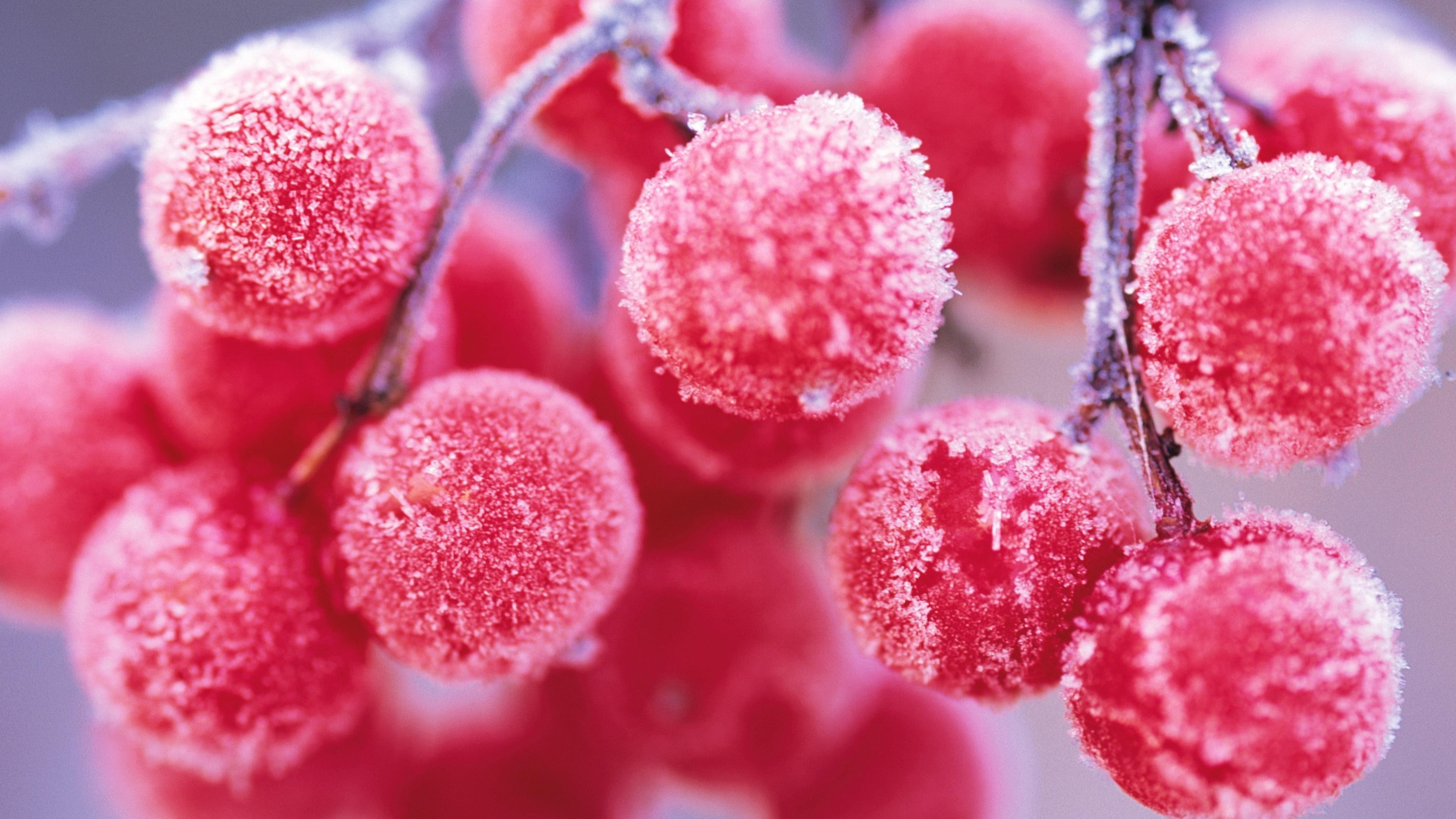 rowan berries frost branch berry close up winter macro photography 2k 4k