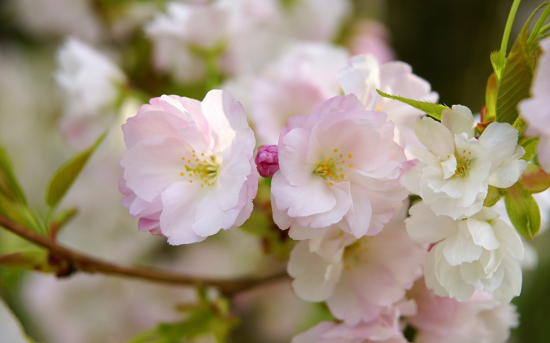 Sakura bloom flower petals spring macro photography white and pink petaled flowers 2k