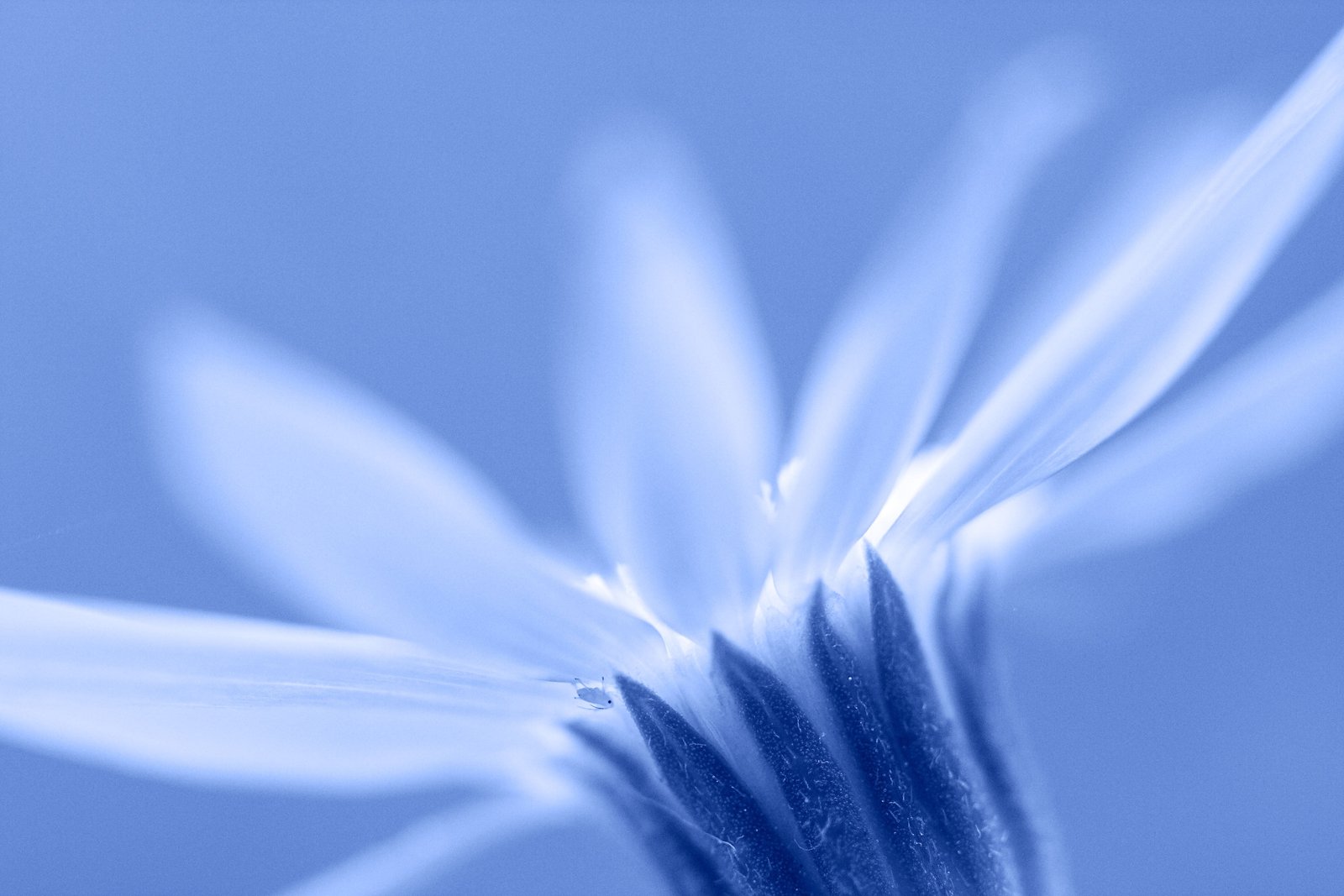 selective focus macro photography of white petaled flower daisy 2k 4k