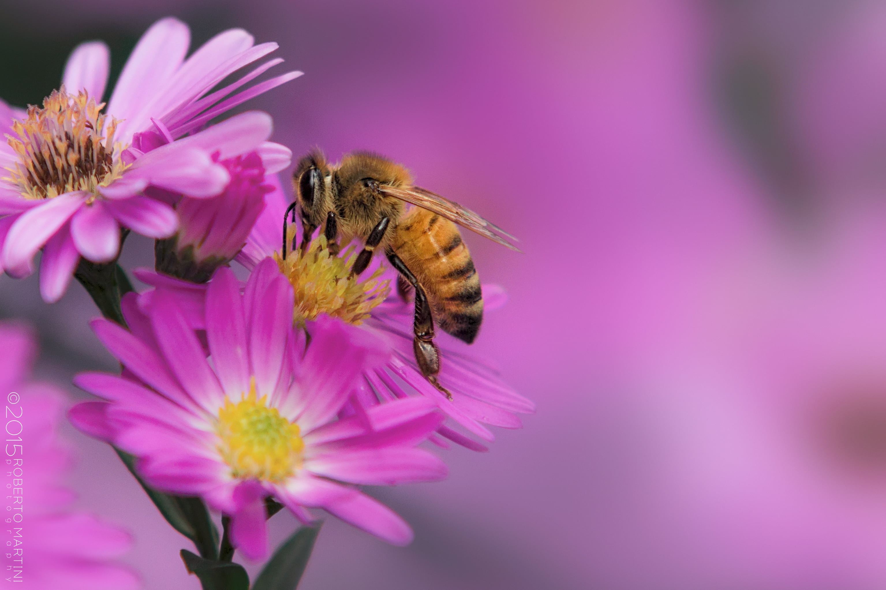 selective focus photography honeybee on pink petaled flowers 2k