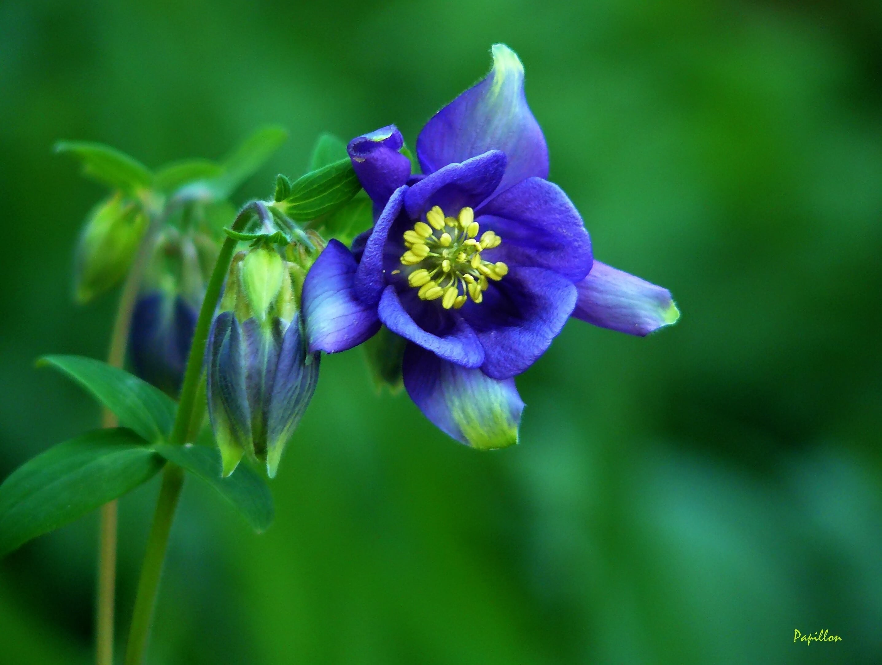 selective focus photography of blue columbine flowers blossom 2k