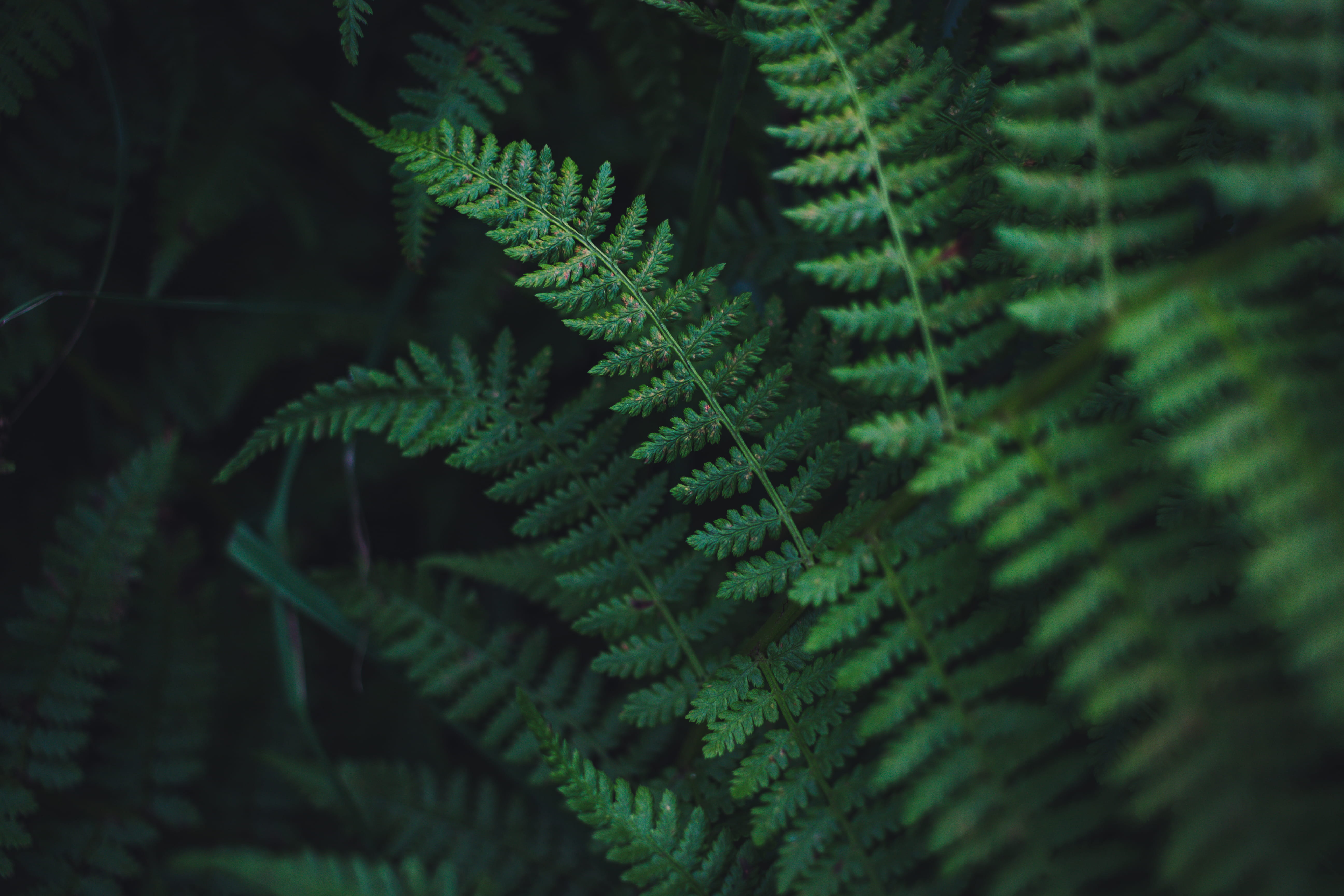 shallow focus photography of green plants fern leaf leaves 2k 4k 5k