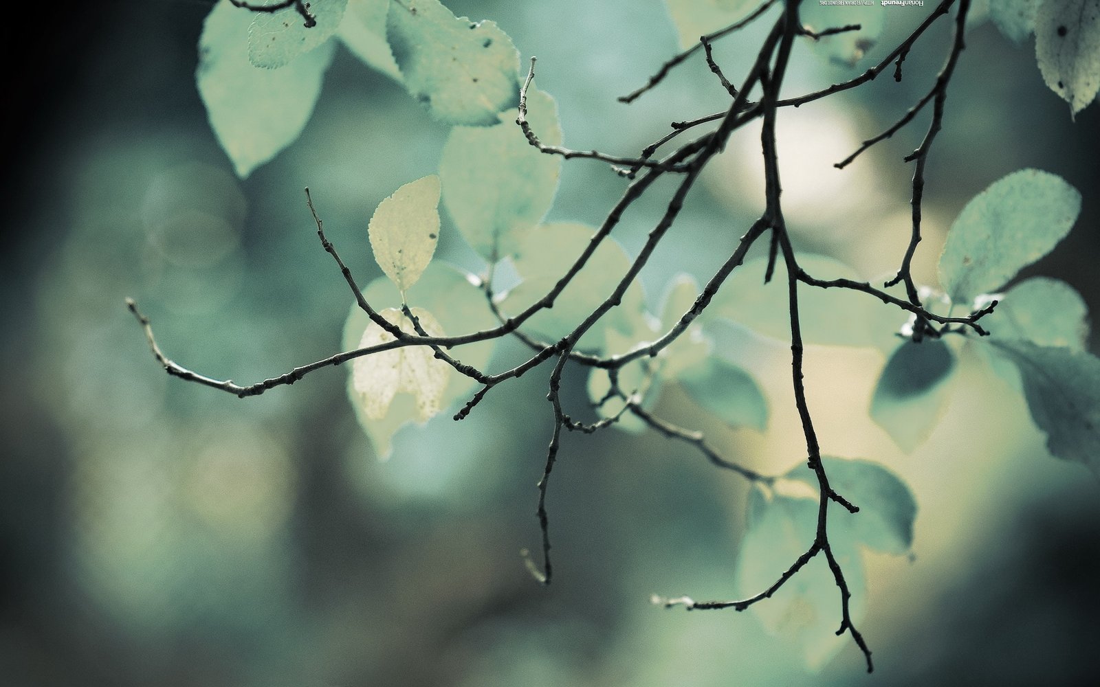 nature leaves plants macro twigs gray green 2k