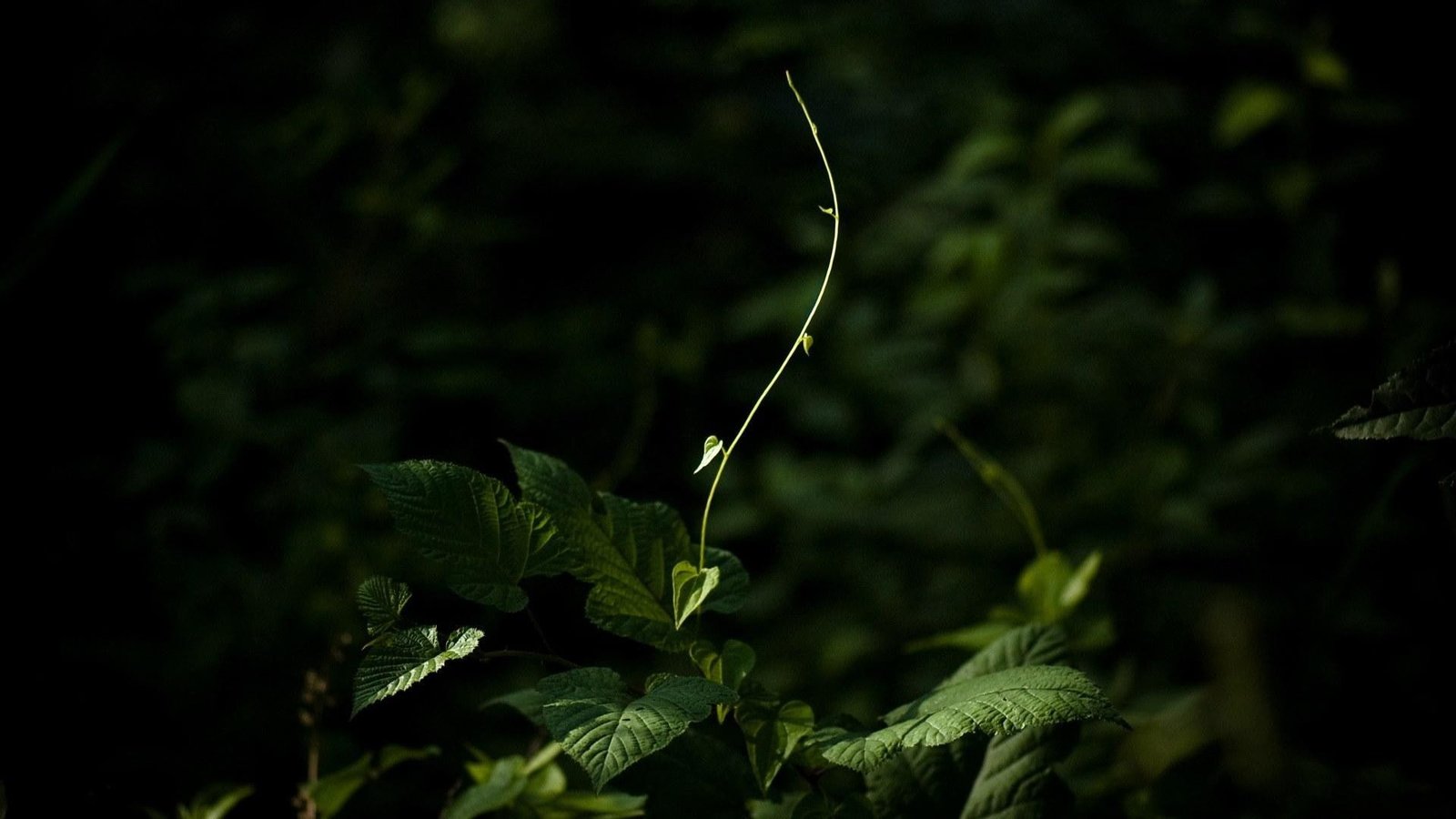 nature macro leaves plants 2k