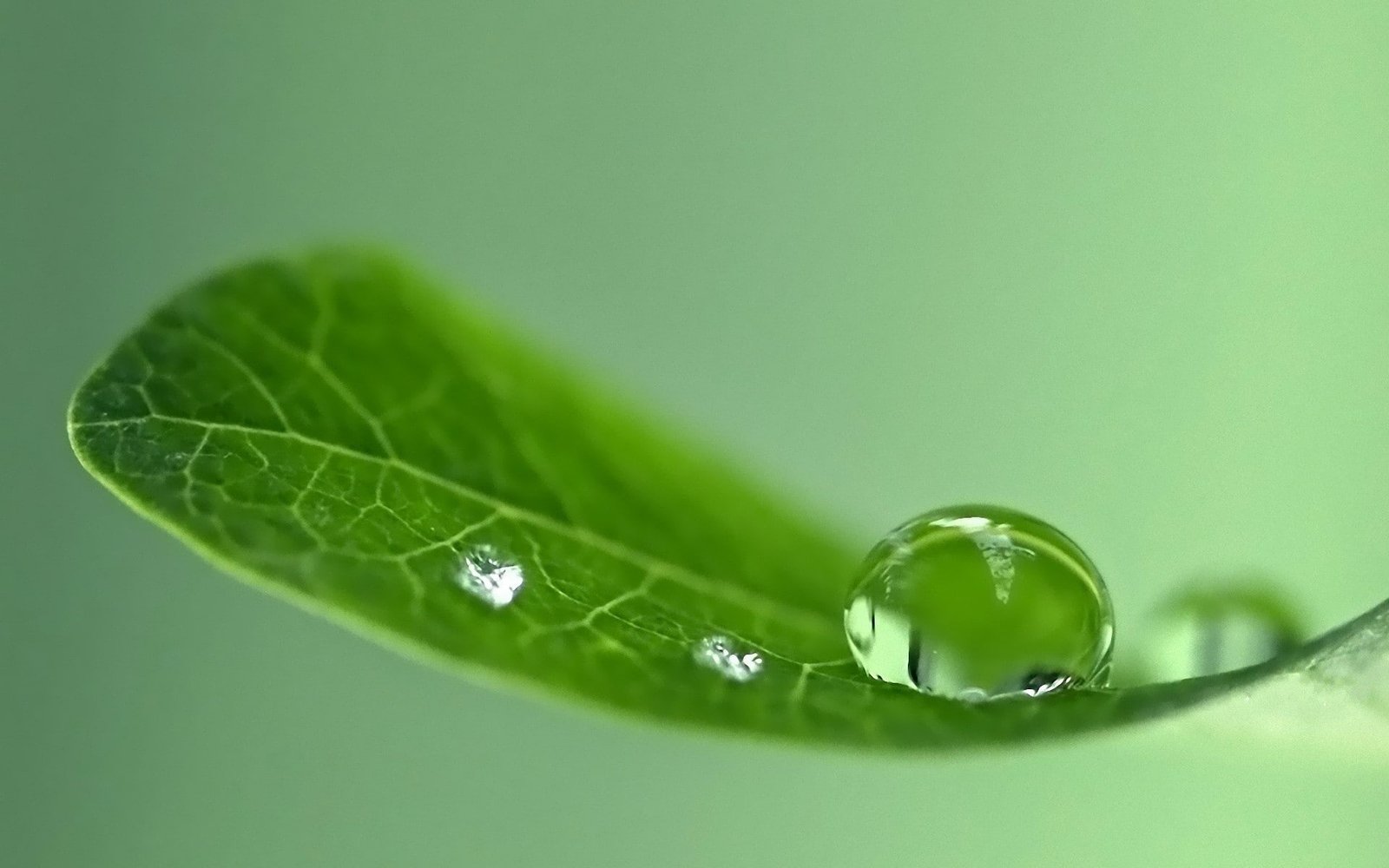 nature macro leaves water drops 2k