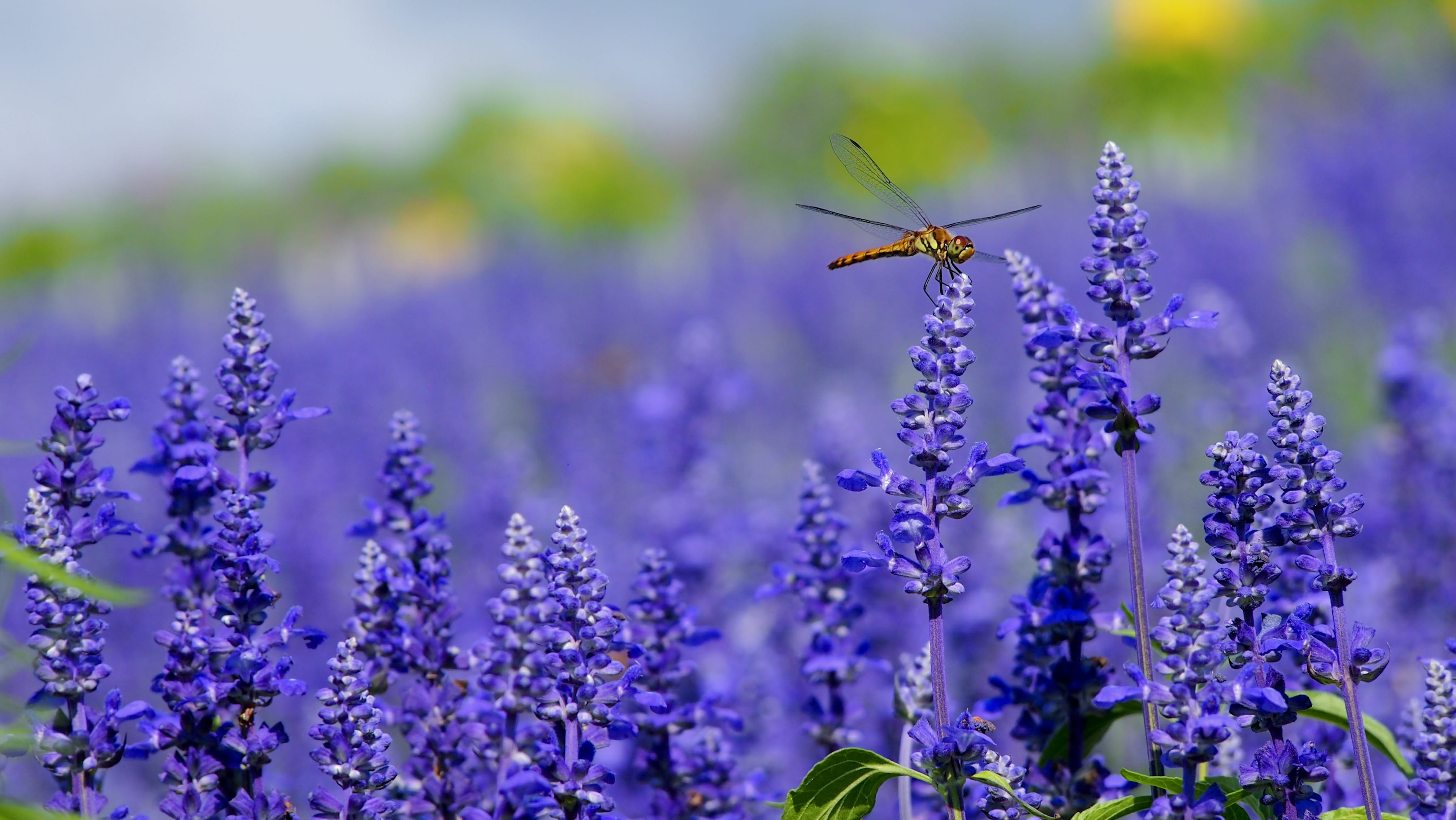 orange dragonfly perched on purple flower macro photography of flowers 2k 4k