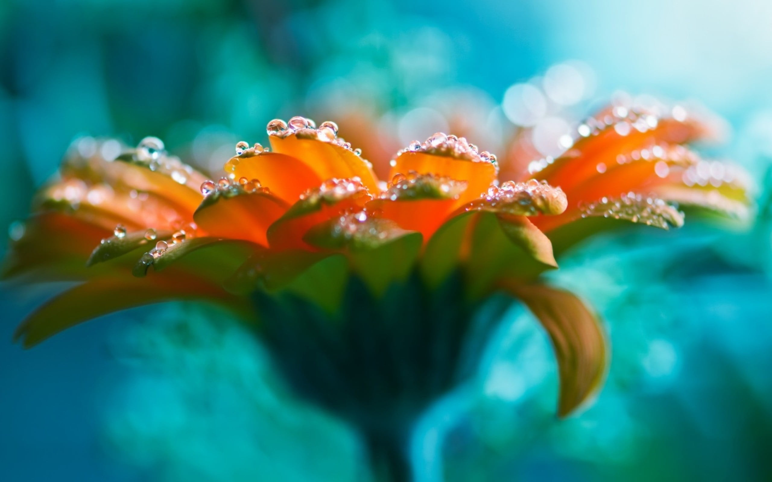 orange Gerbera daisy flower untitled flowers macro water drops 2k