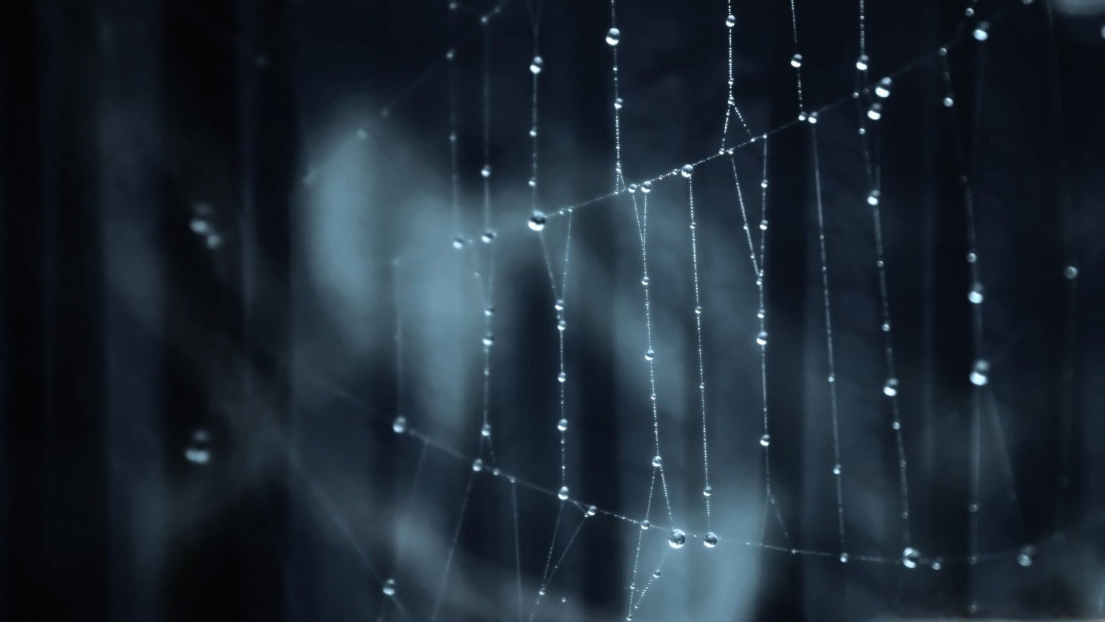 spider web selective focus photography of with water drops 2k