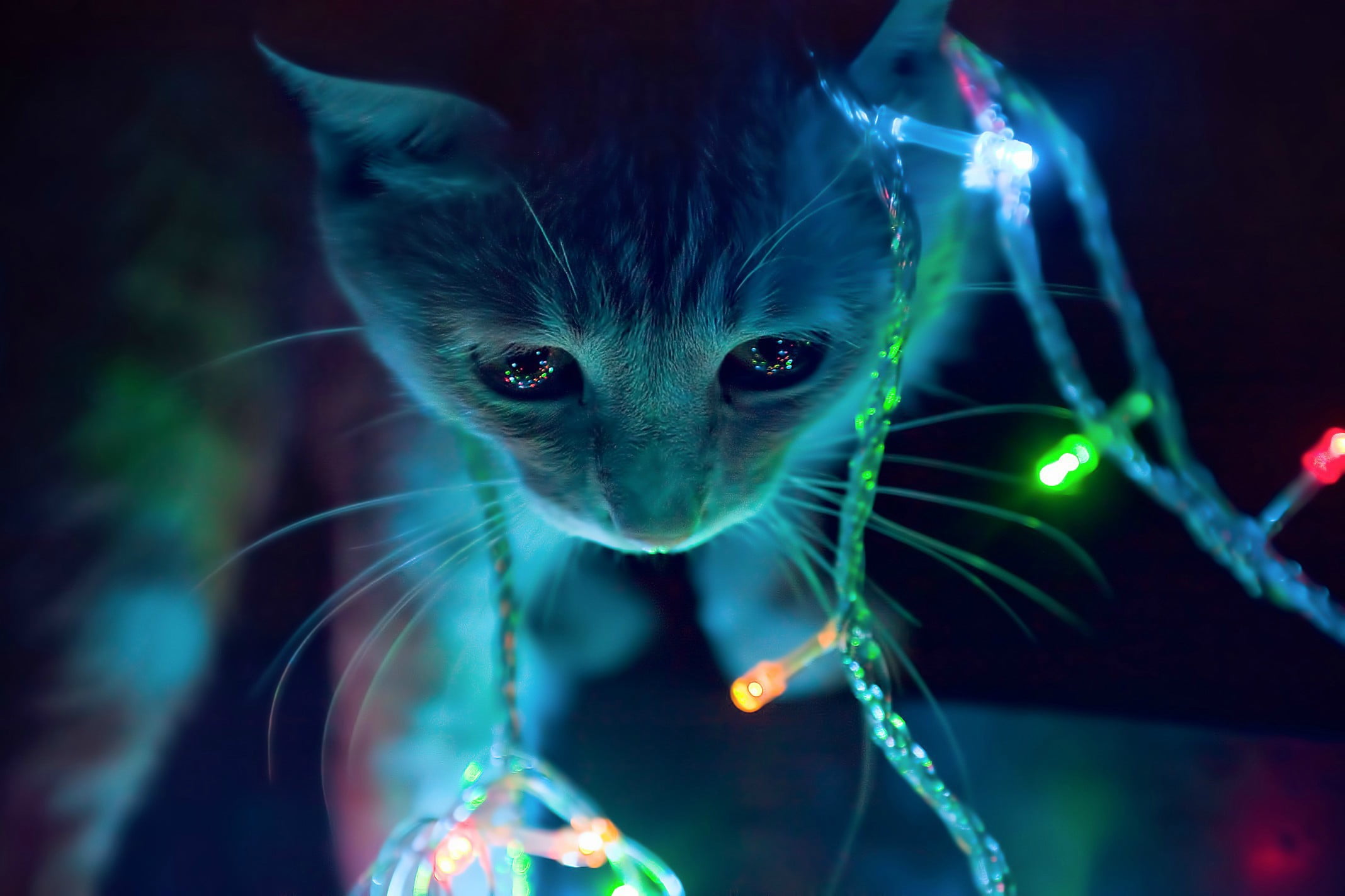 tabby cat wearing LED string lights colorful animals christmas 2k