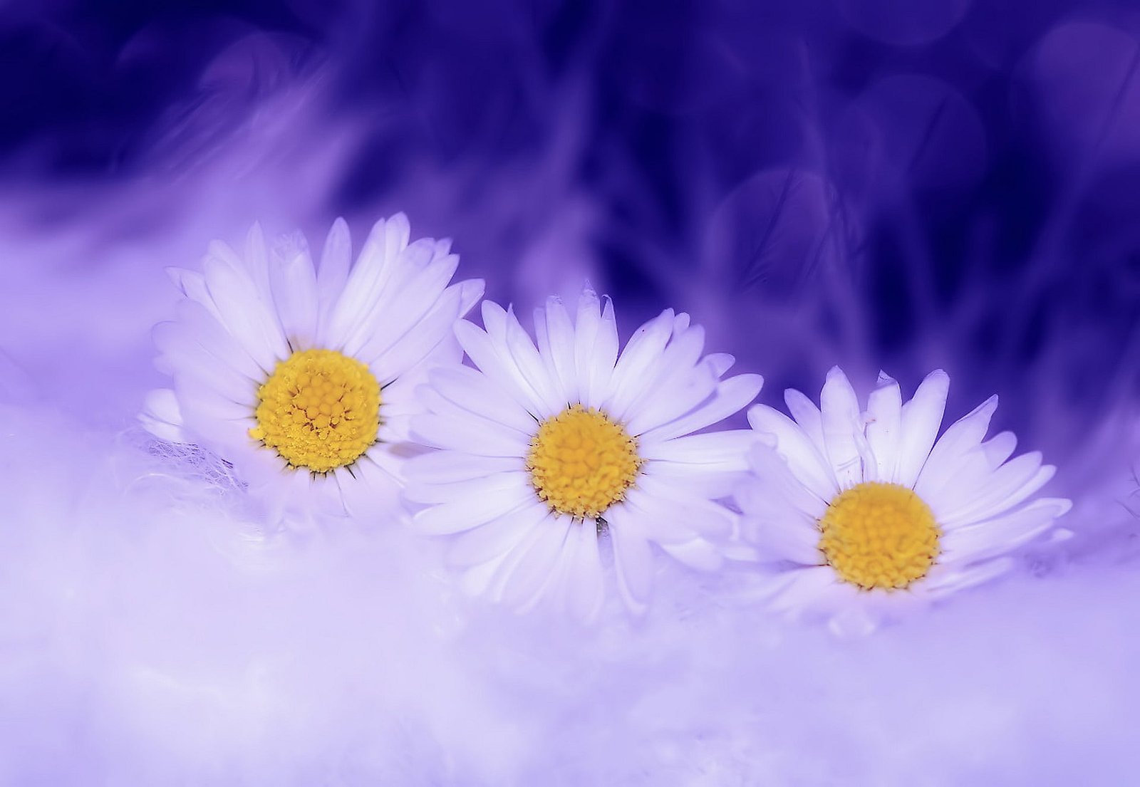 three white daisy flowers plant spring nature blossom bloom 2k