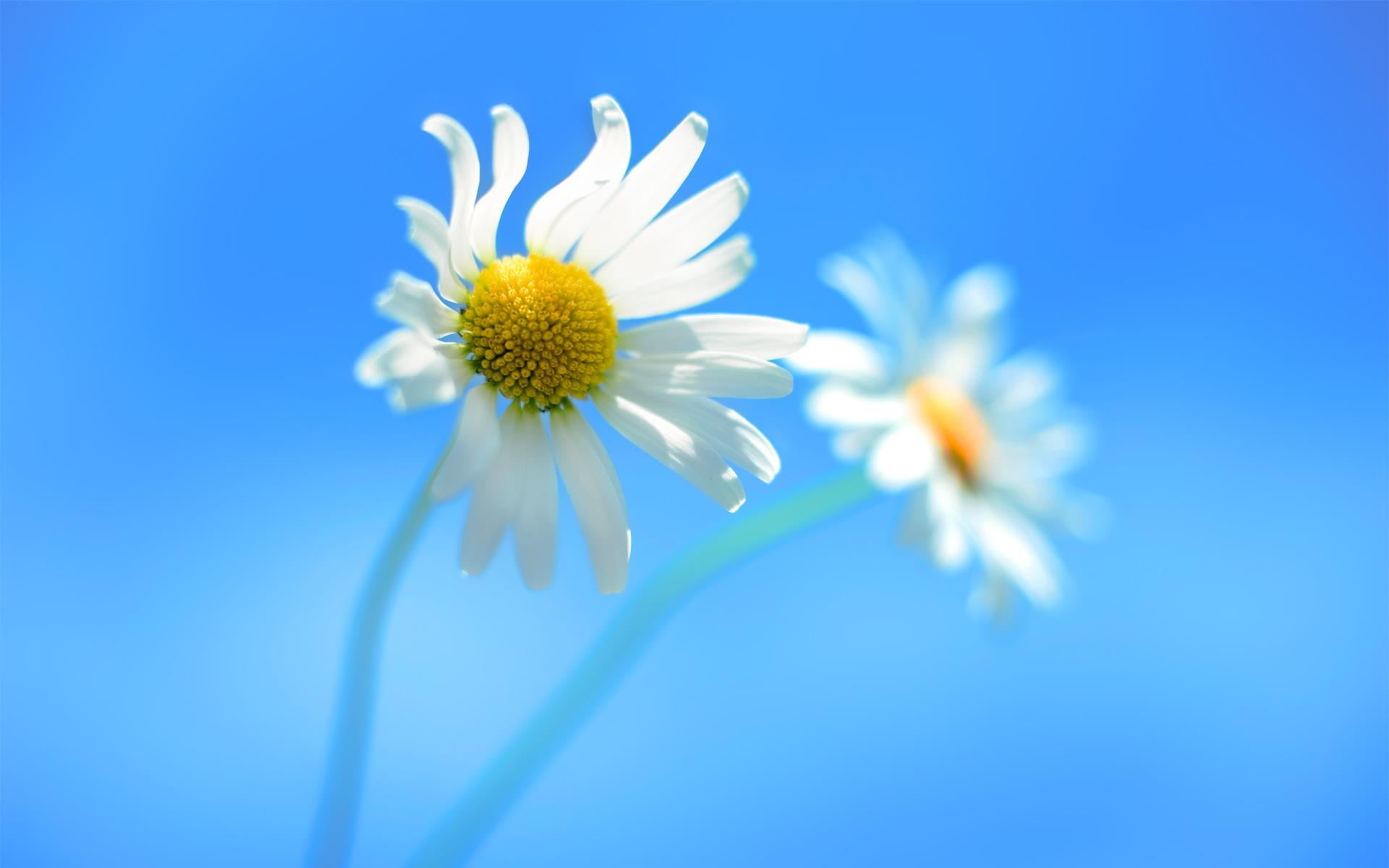two daisy flowers nature closeup white Windows 8 2k