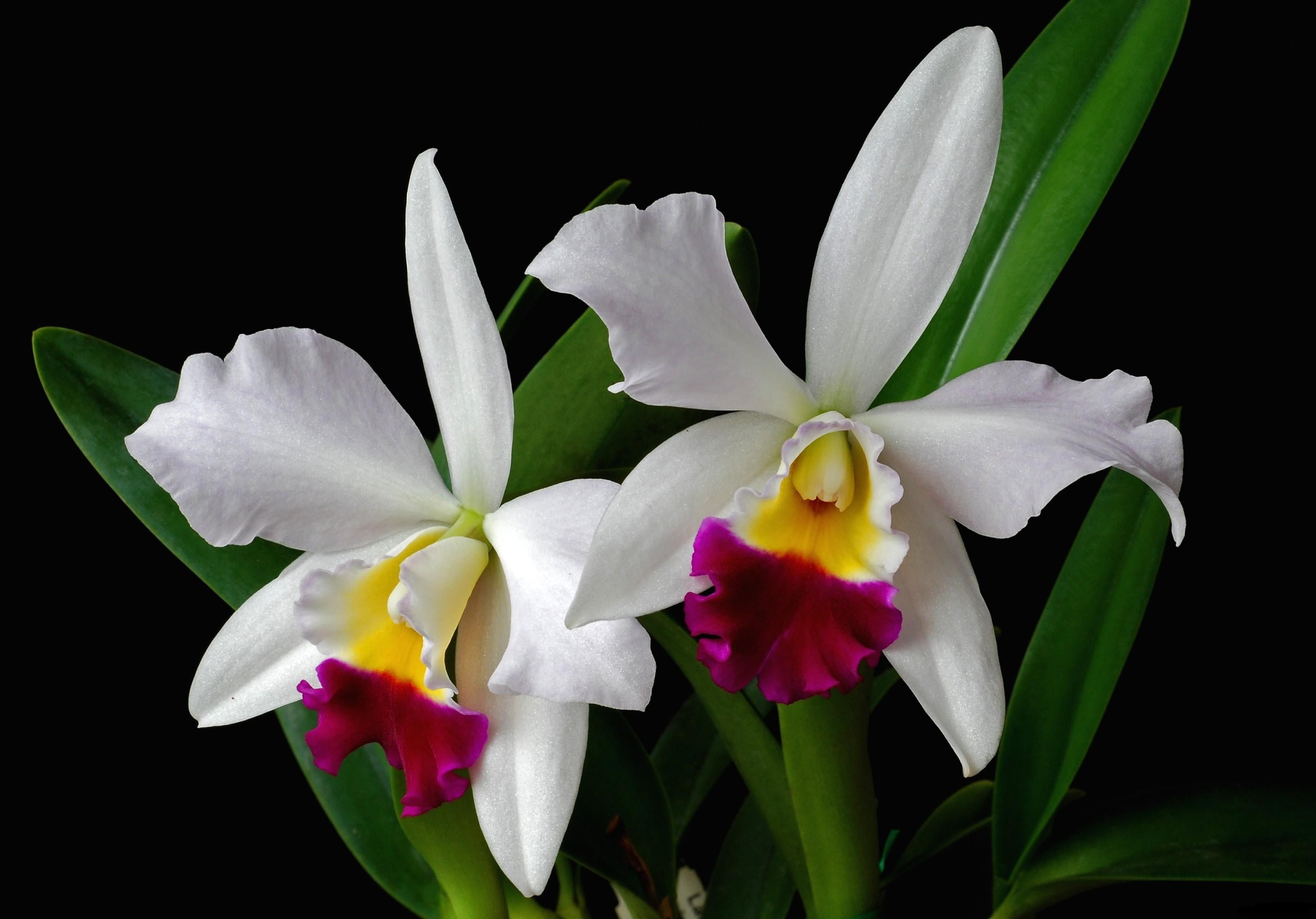 two white and pink cattleya orchids flower exotic leaf tone 2k