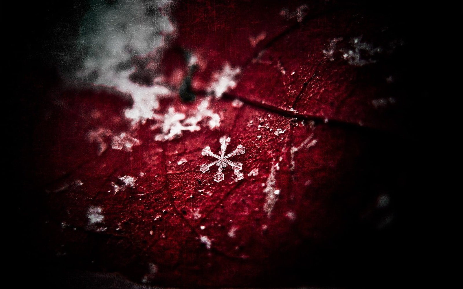 untitled leaves frost snow plants red macro close up no people 2k