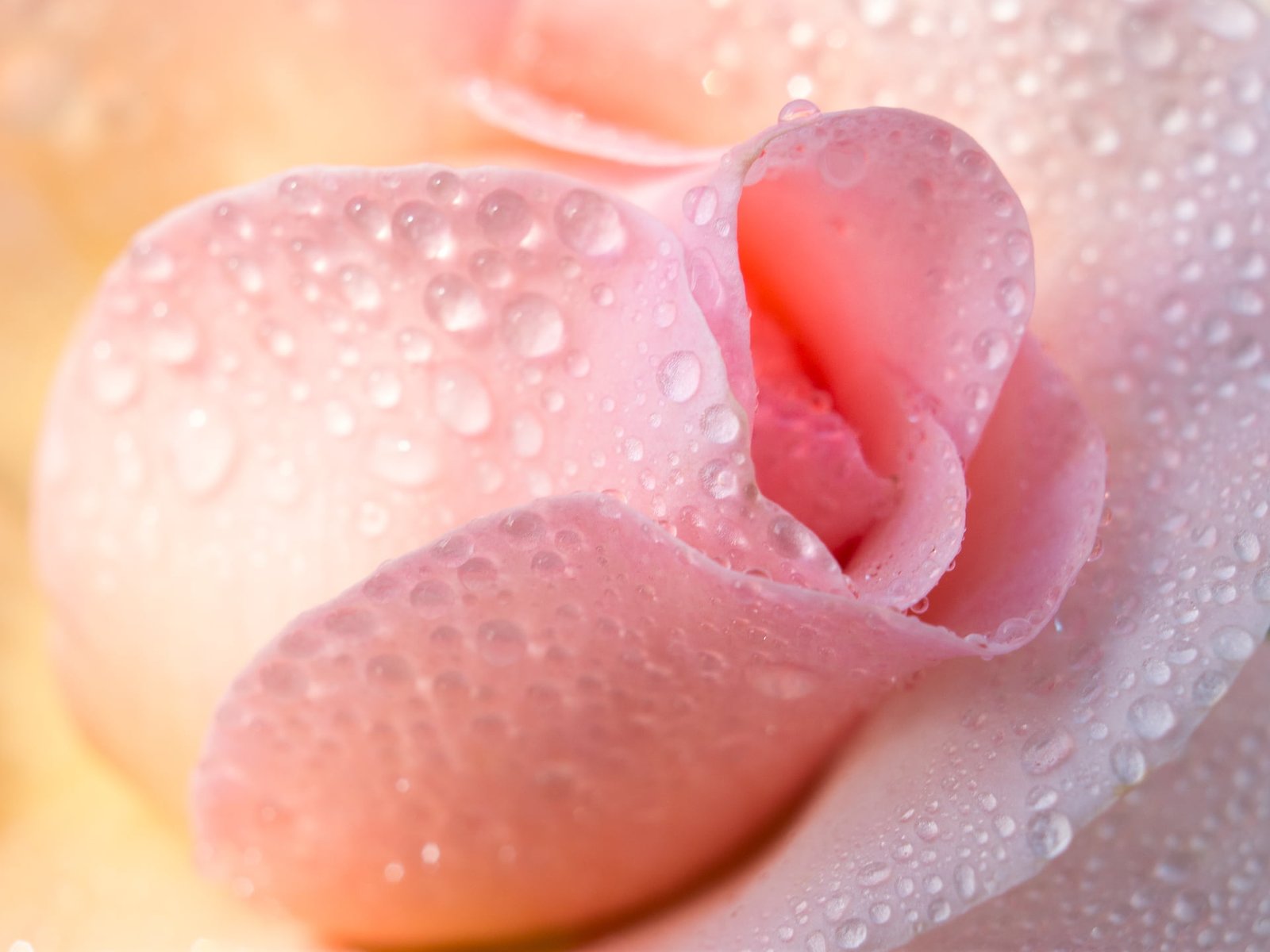 water dews on pink rose Even closer 4 flower plant 2k