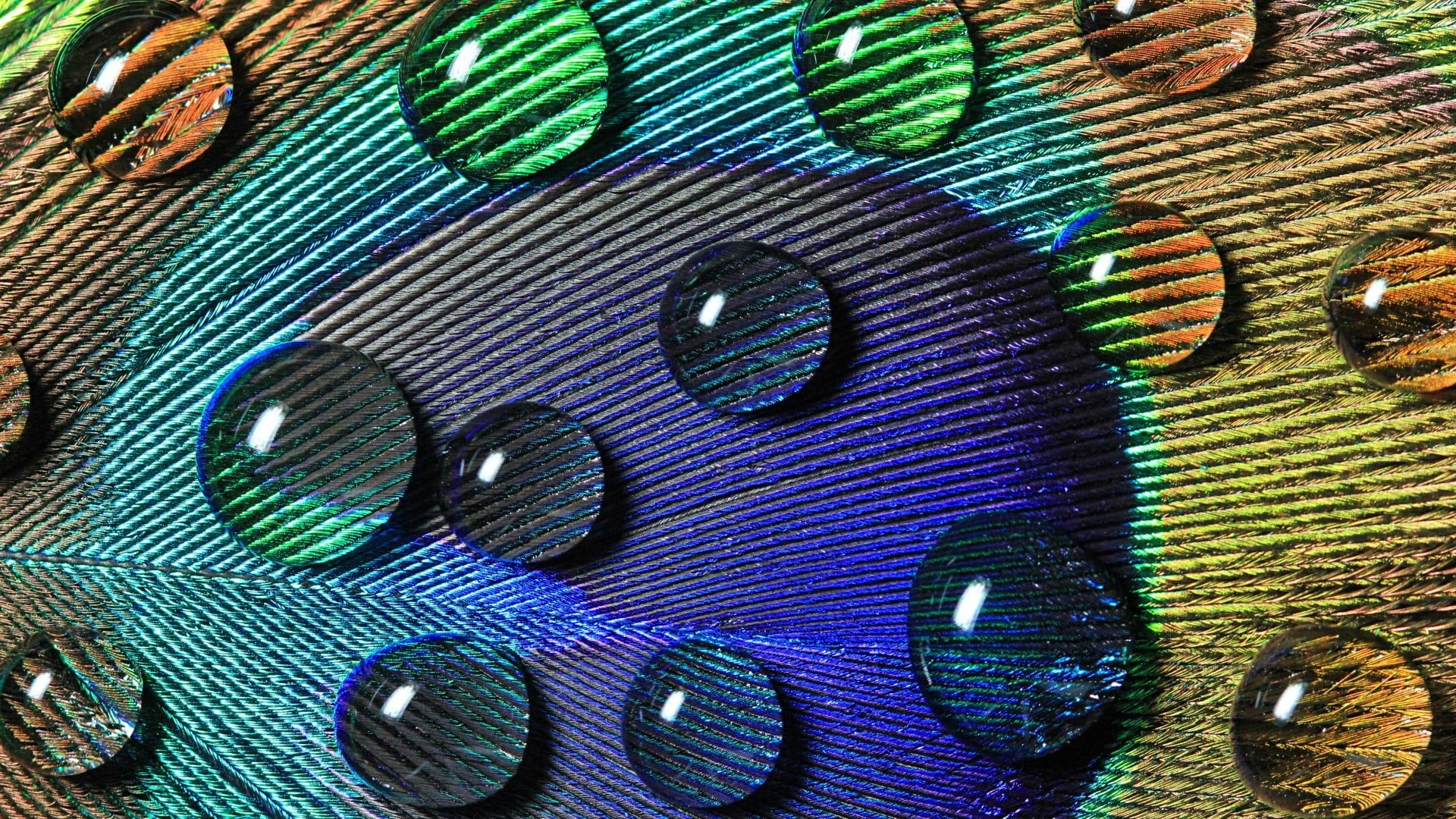water drop on multicolored background peacocks feathers drops 2k