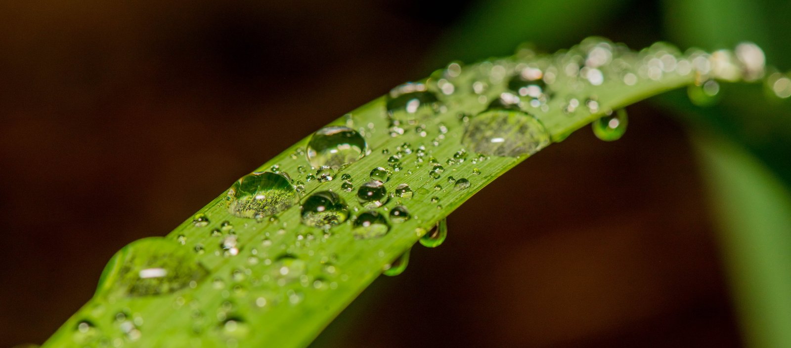 water drops on leaf photography Macro rain spheres nature 2k 4k 5k