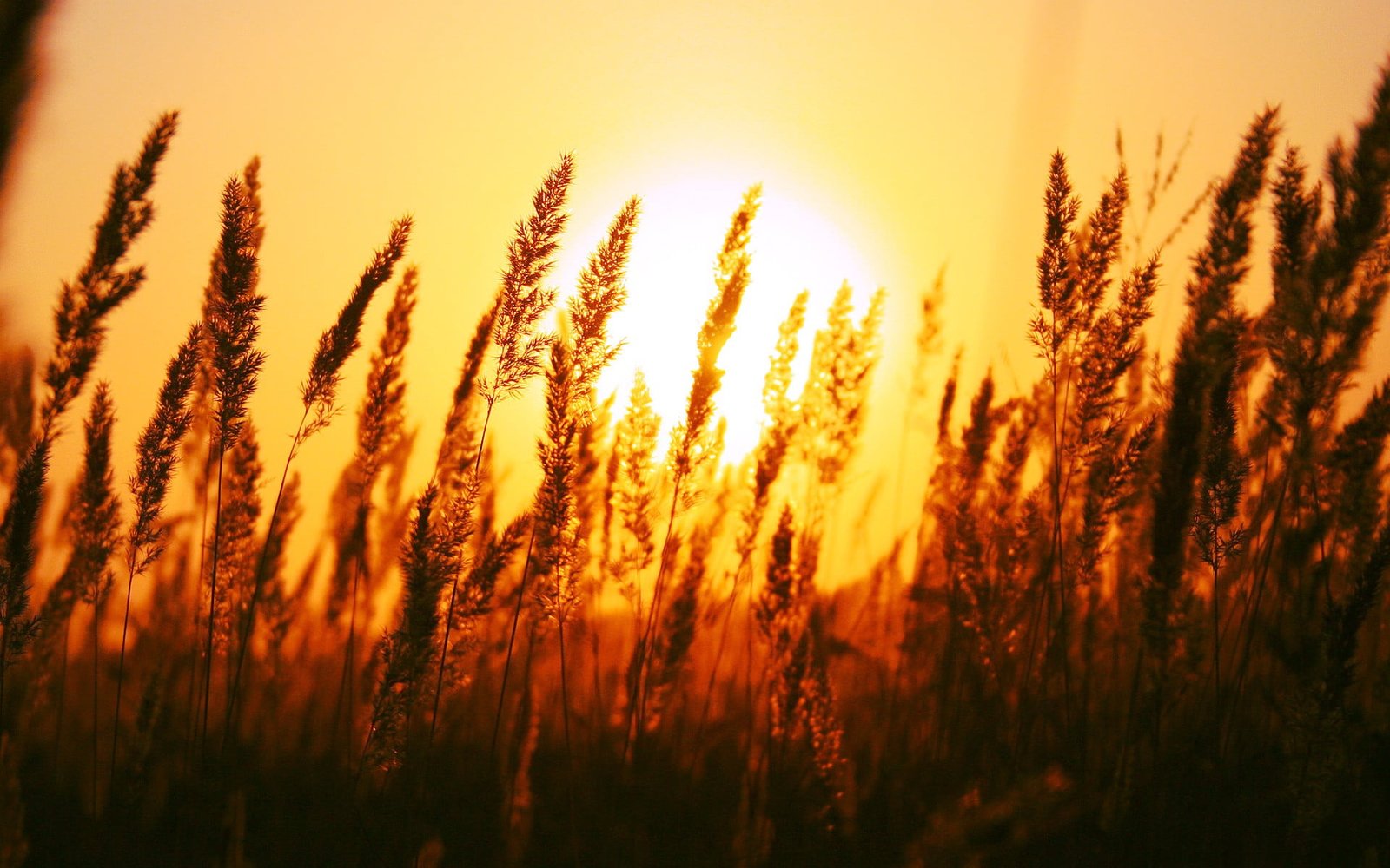 wheat grass silhouette of during sunset macro depth field 2k