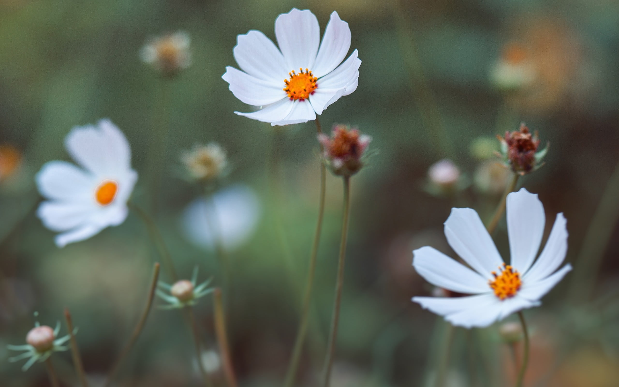 white and pink petaled flower macro nature flowers Cosmos 2k