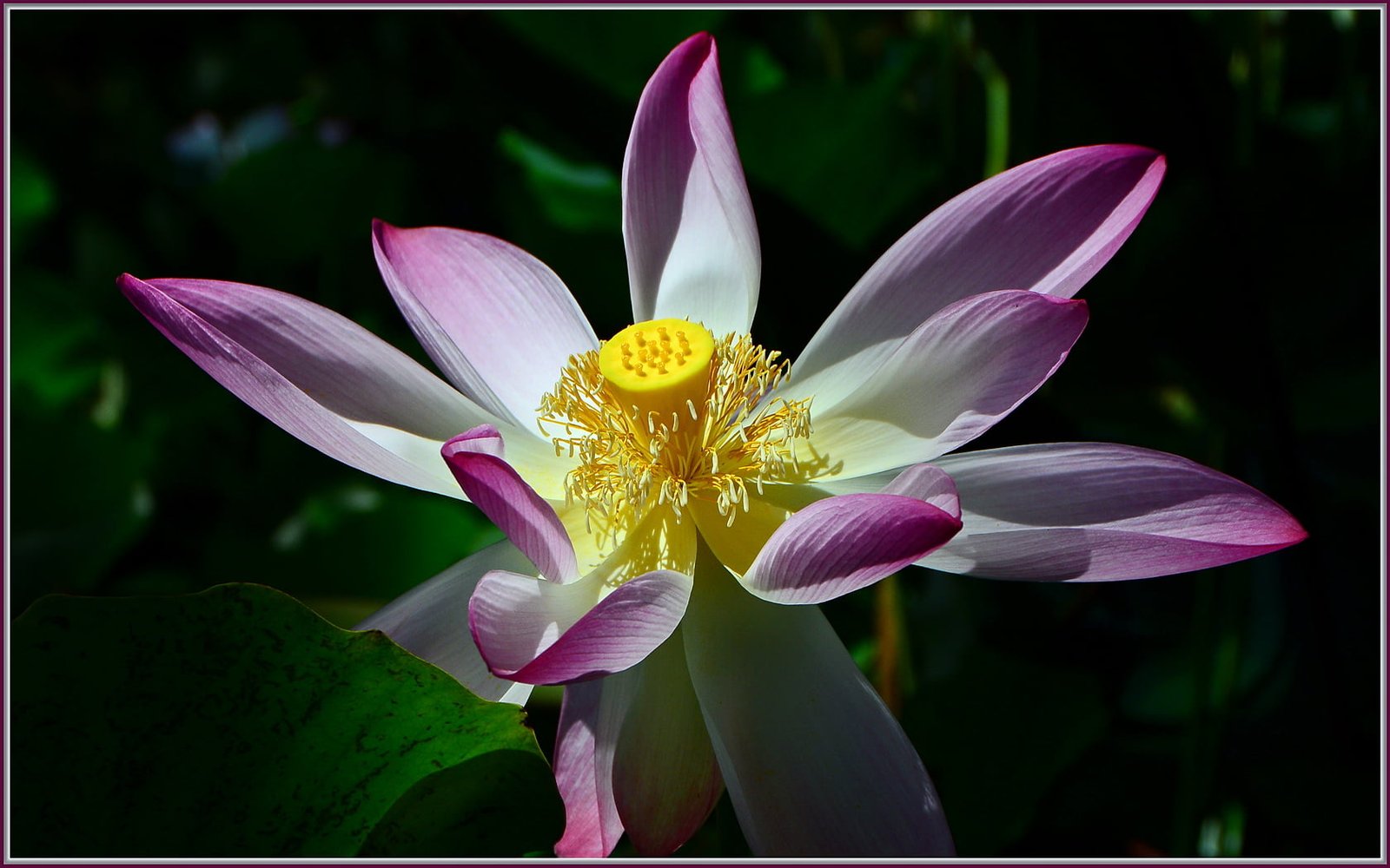 white and purple flower macro shot lotus 2k