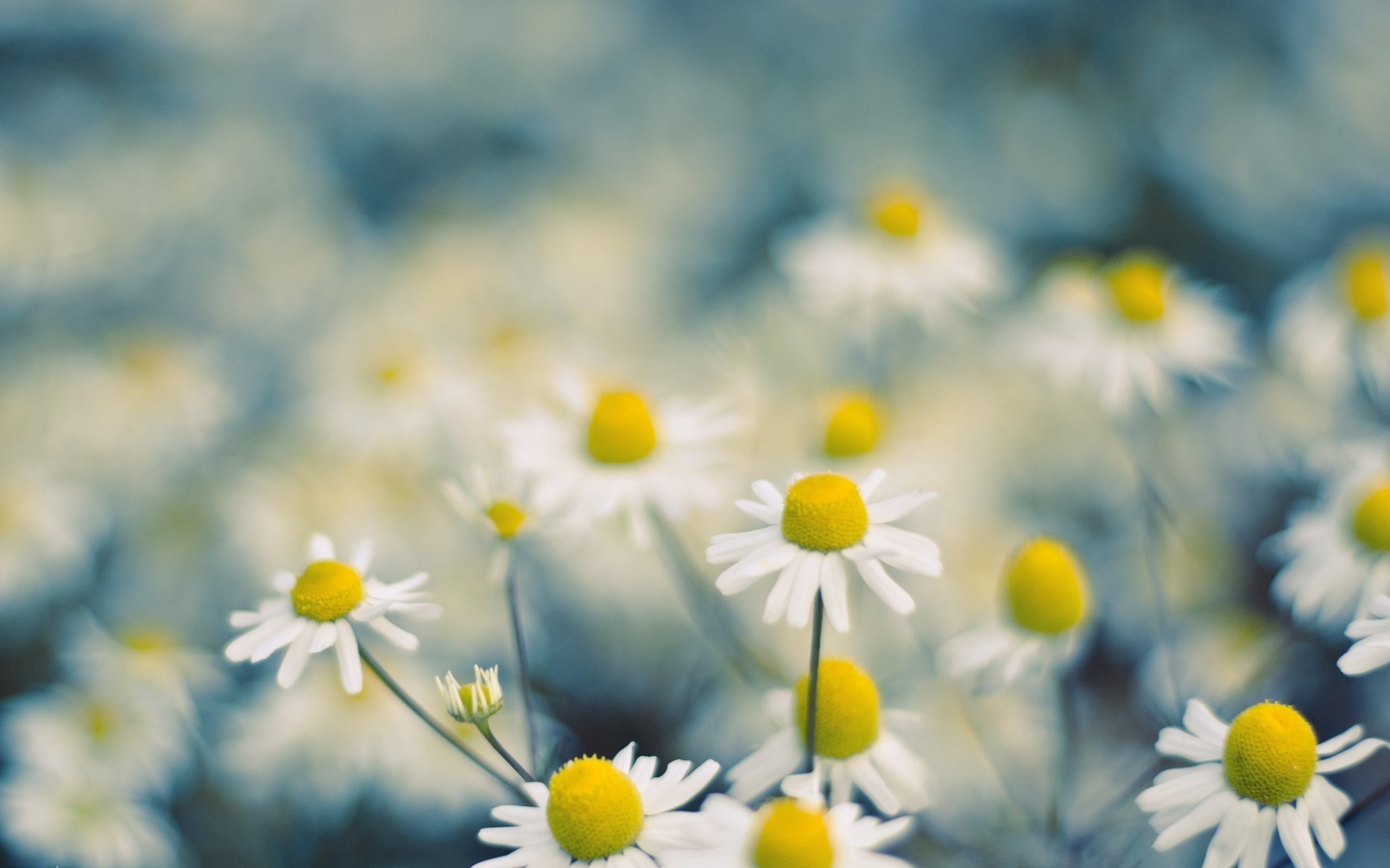 white daisy flowers macro Chamomile flowering plant 2k