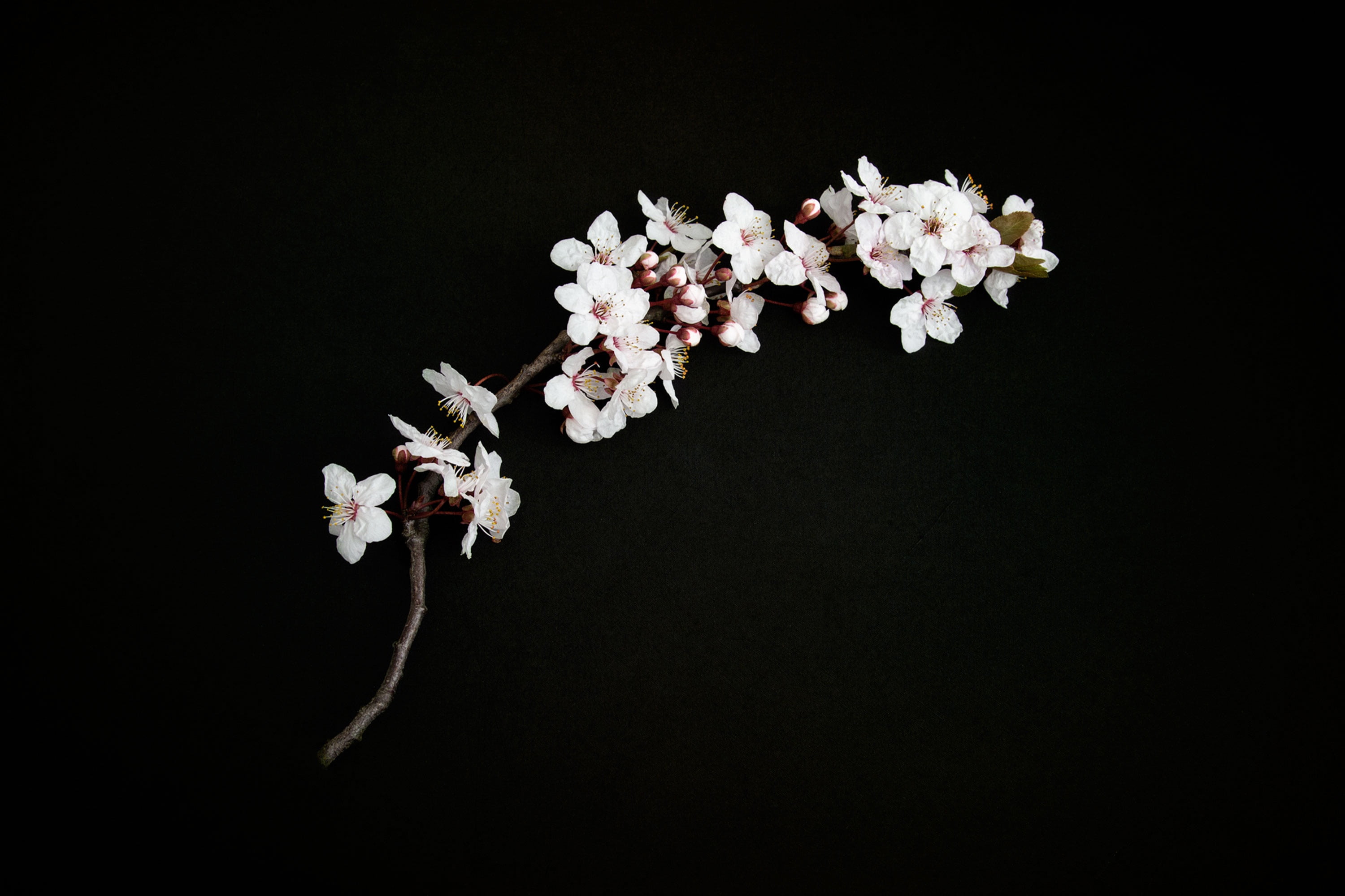 white flowers with black background cherry blossom twig 2k