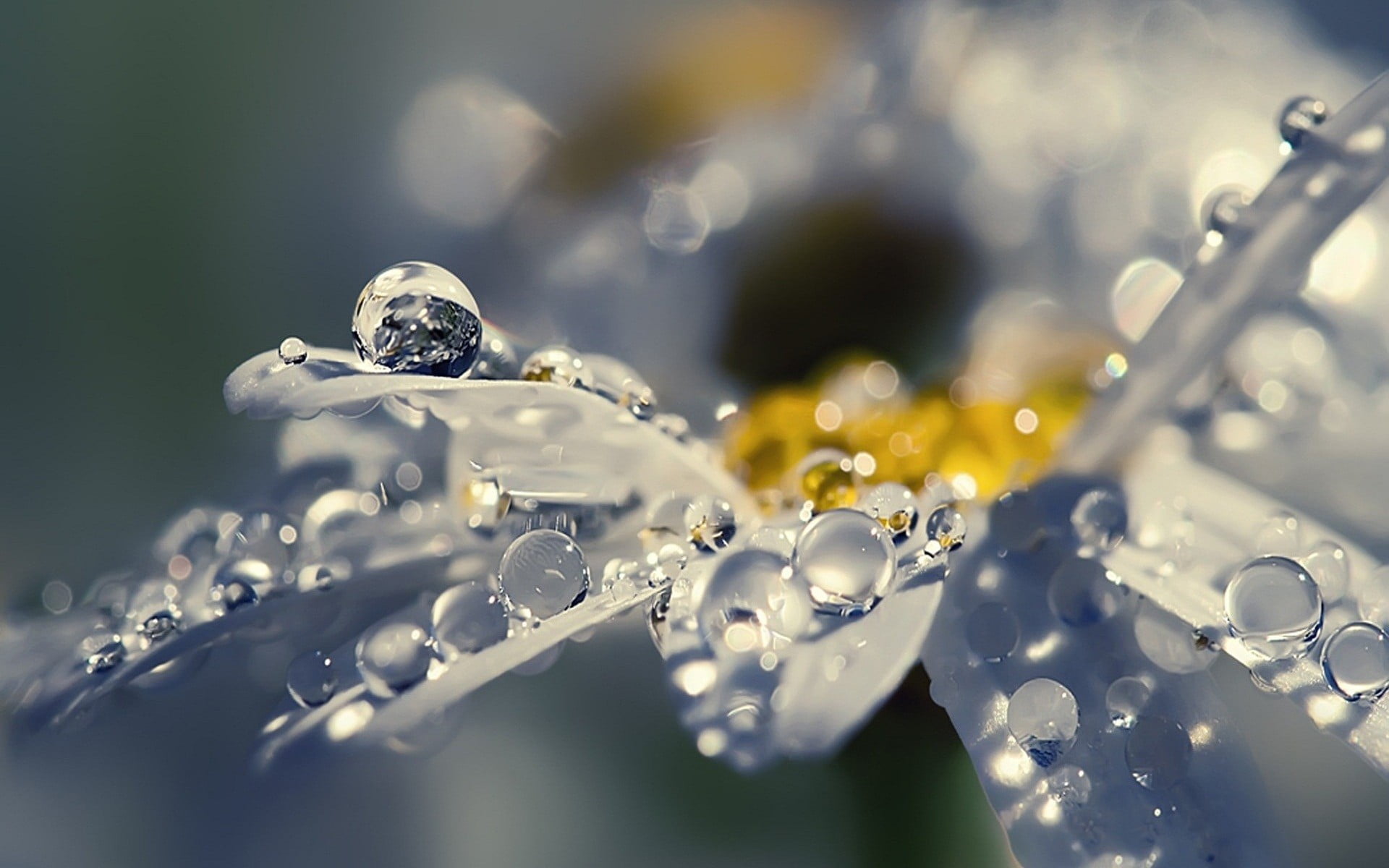 white gerbera daisy flower shallow focus photography of moisture on plants 2k