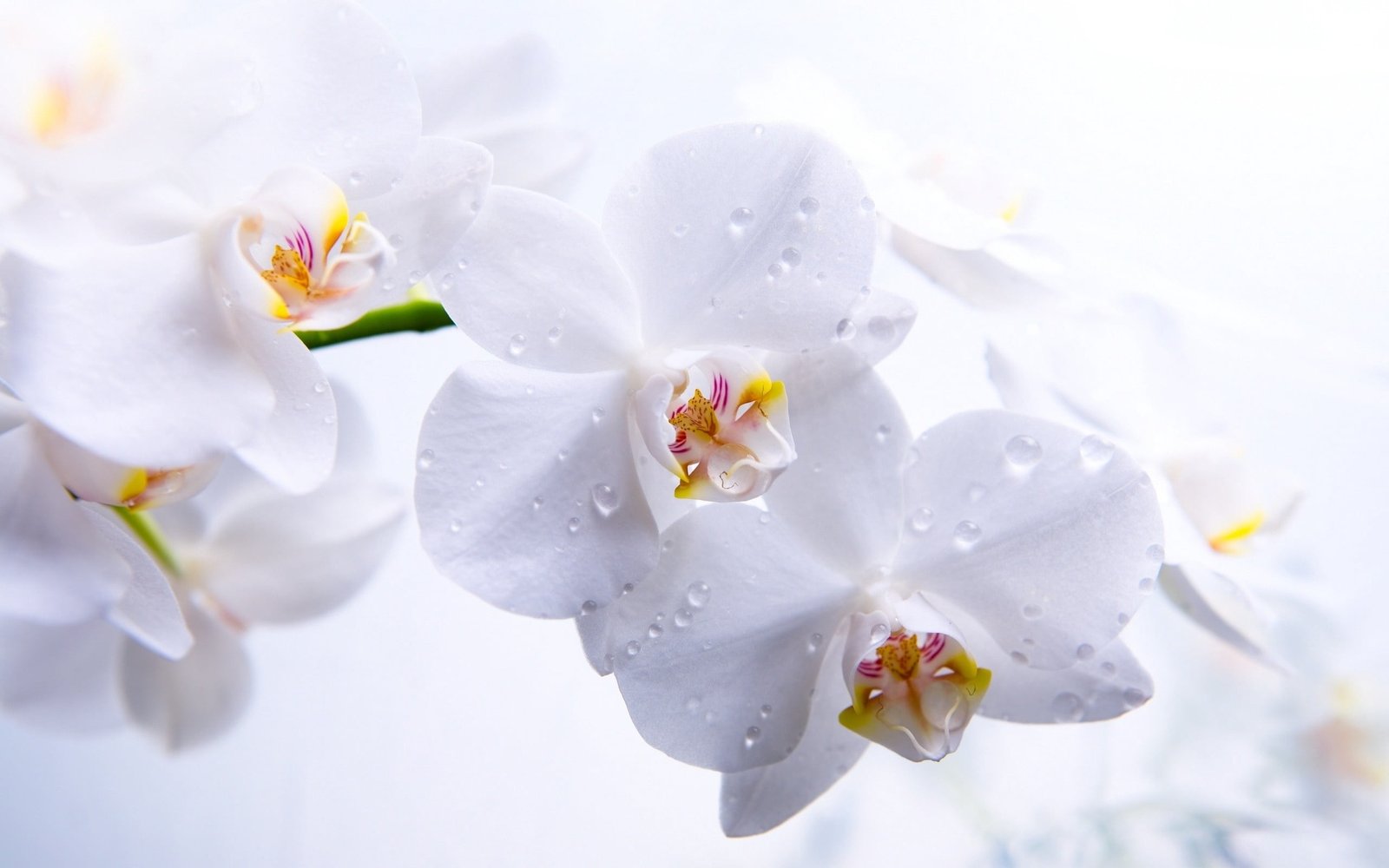 white orchids flowers buds petals macro nature plant close up 2k