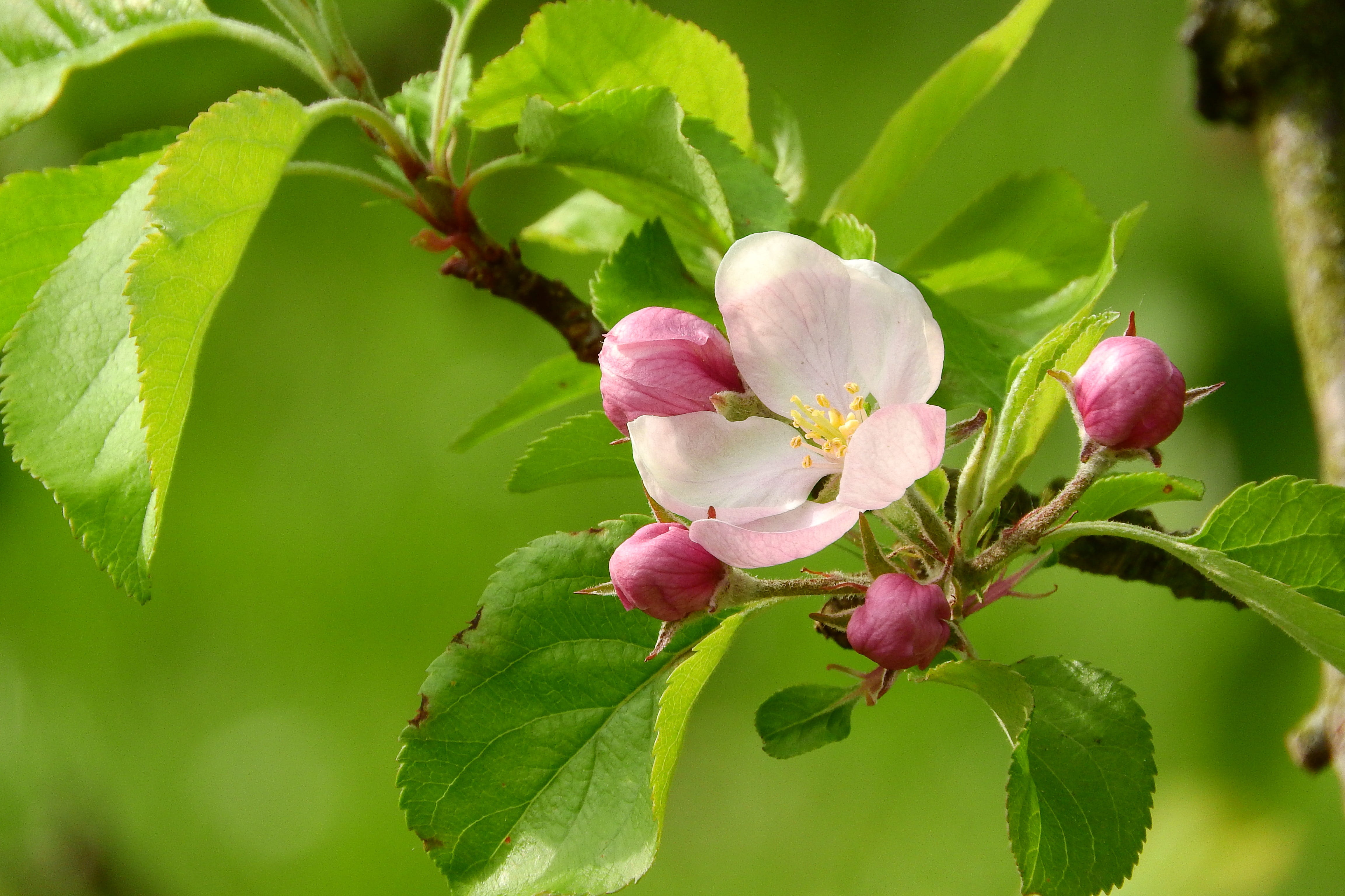white petaled flower surrounded by pink buds on a branch 2k 4k 5k