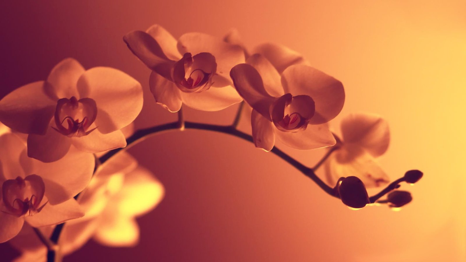 white petaled flower flowers macro nature plants flowering plant 2k