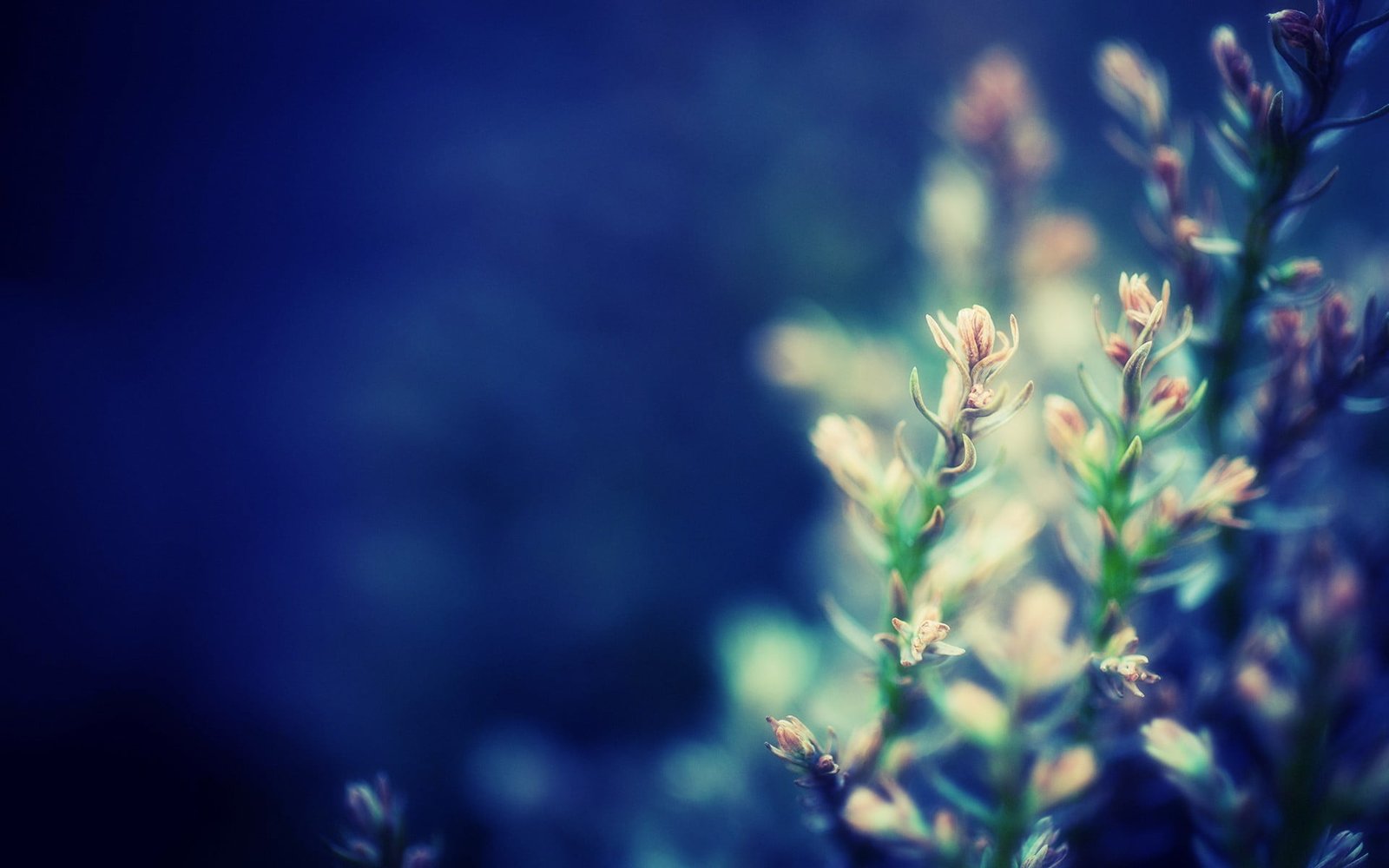 white petaled flower macro flowers plants nature close up 2k