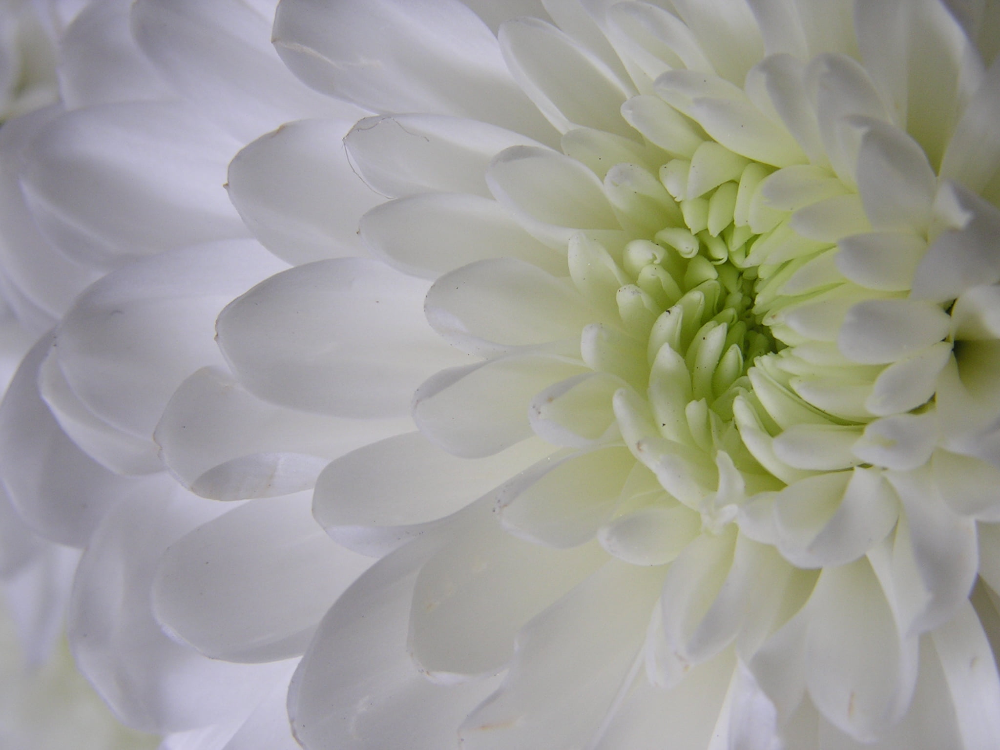 white petaled flower White Flower macro olympus 2k
