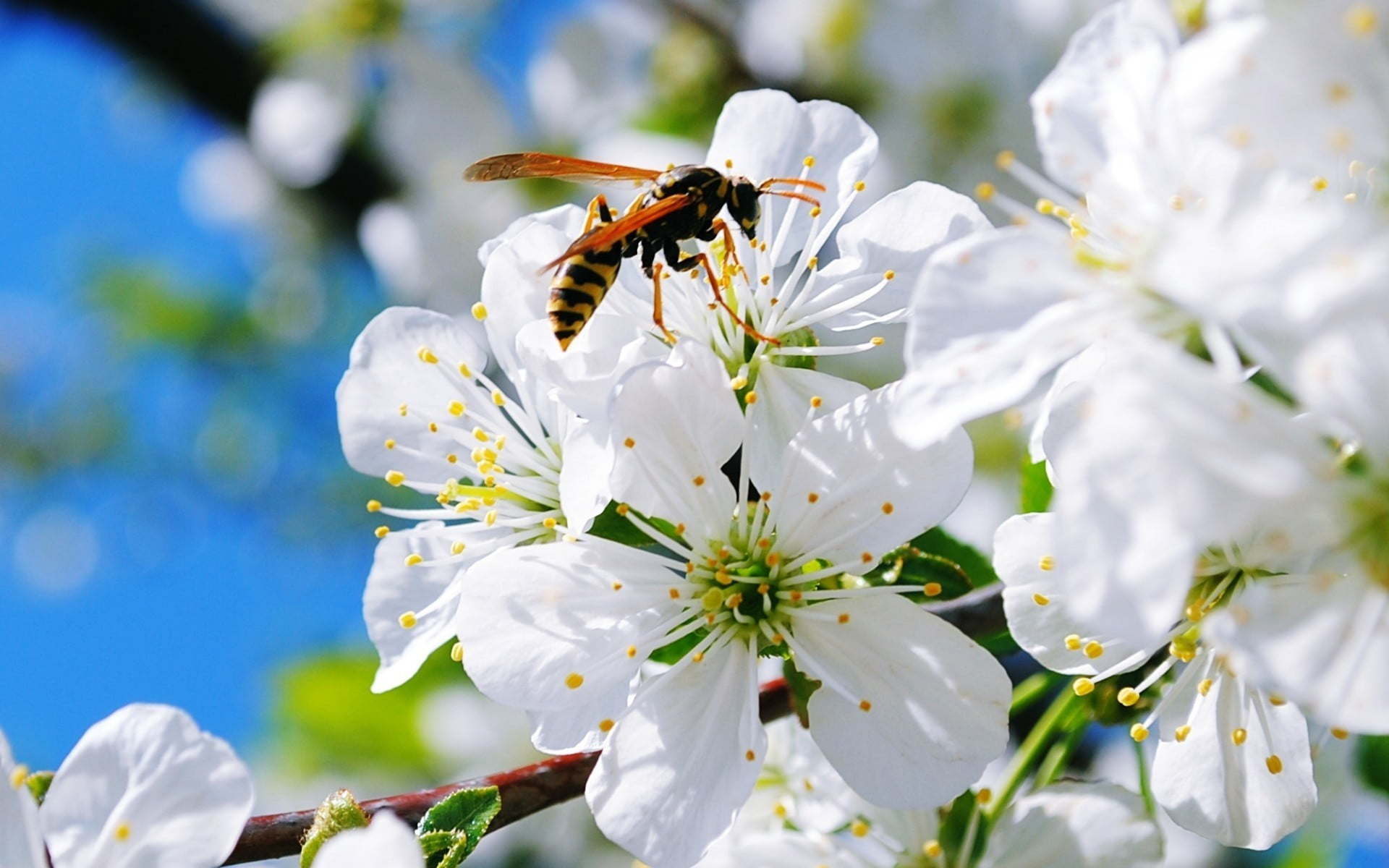white petaled flowers hornets nature macro 2k