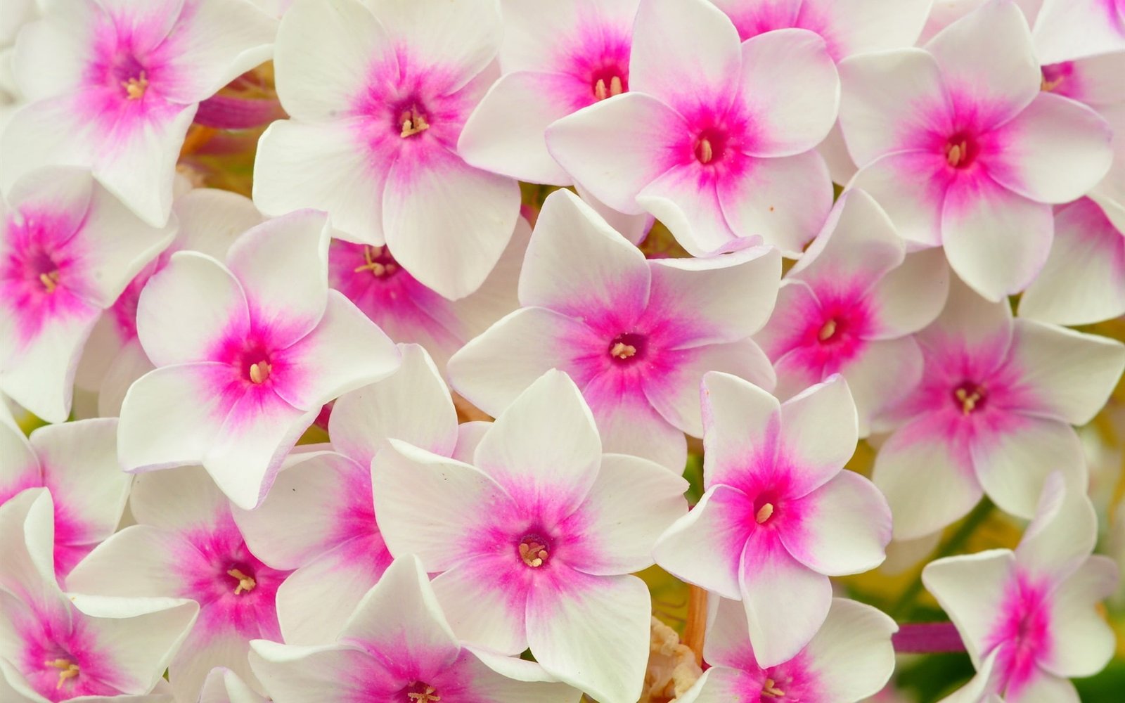 White pink flowers petals macro 2k