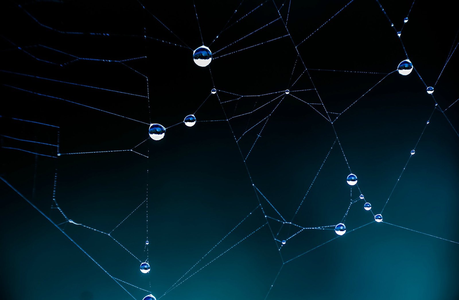 white spider web with water droplets close view of dew drops 2k