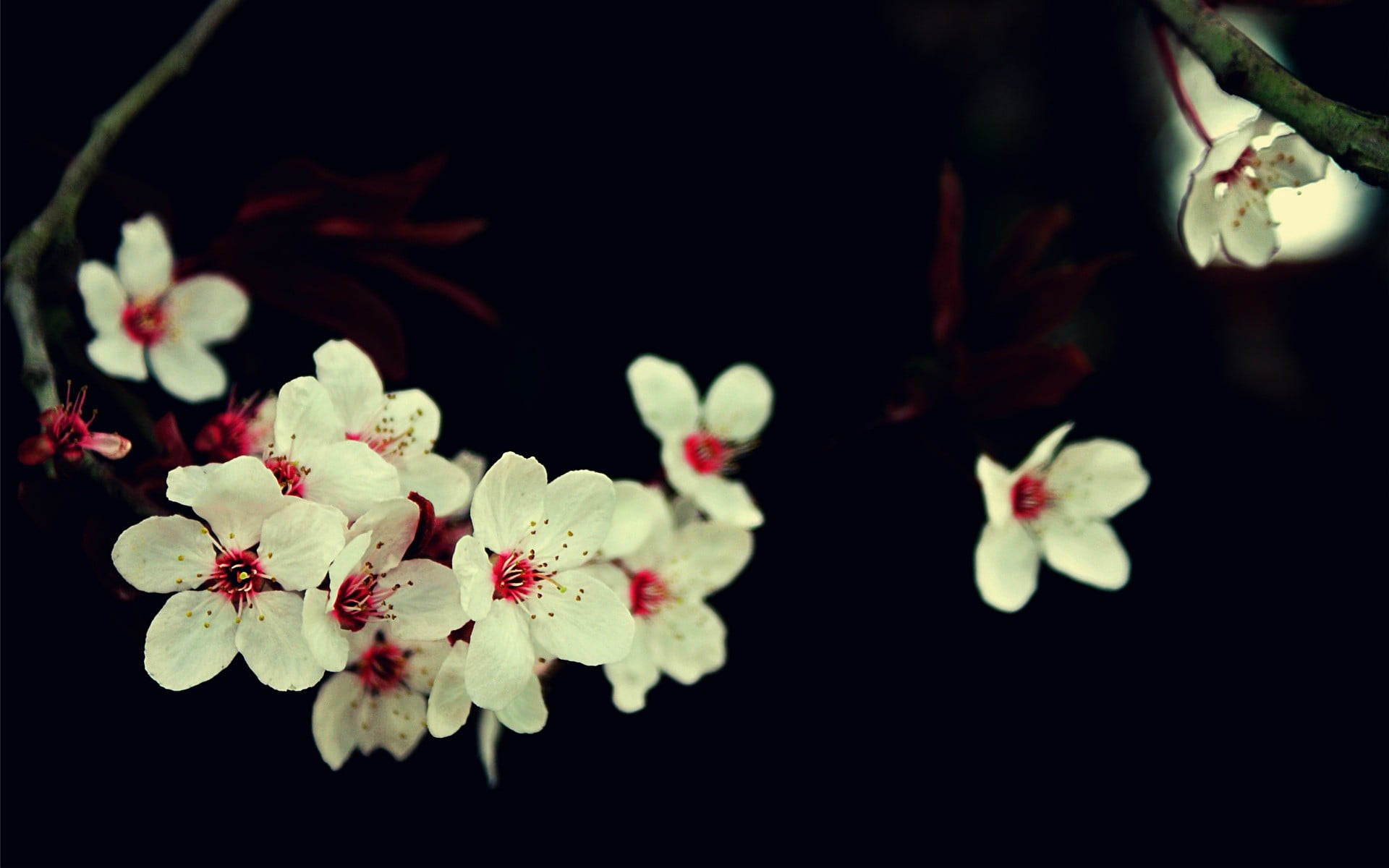 white and red petaled flowers on black surface 2k