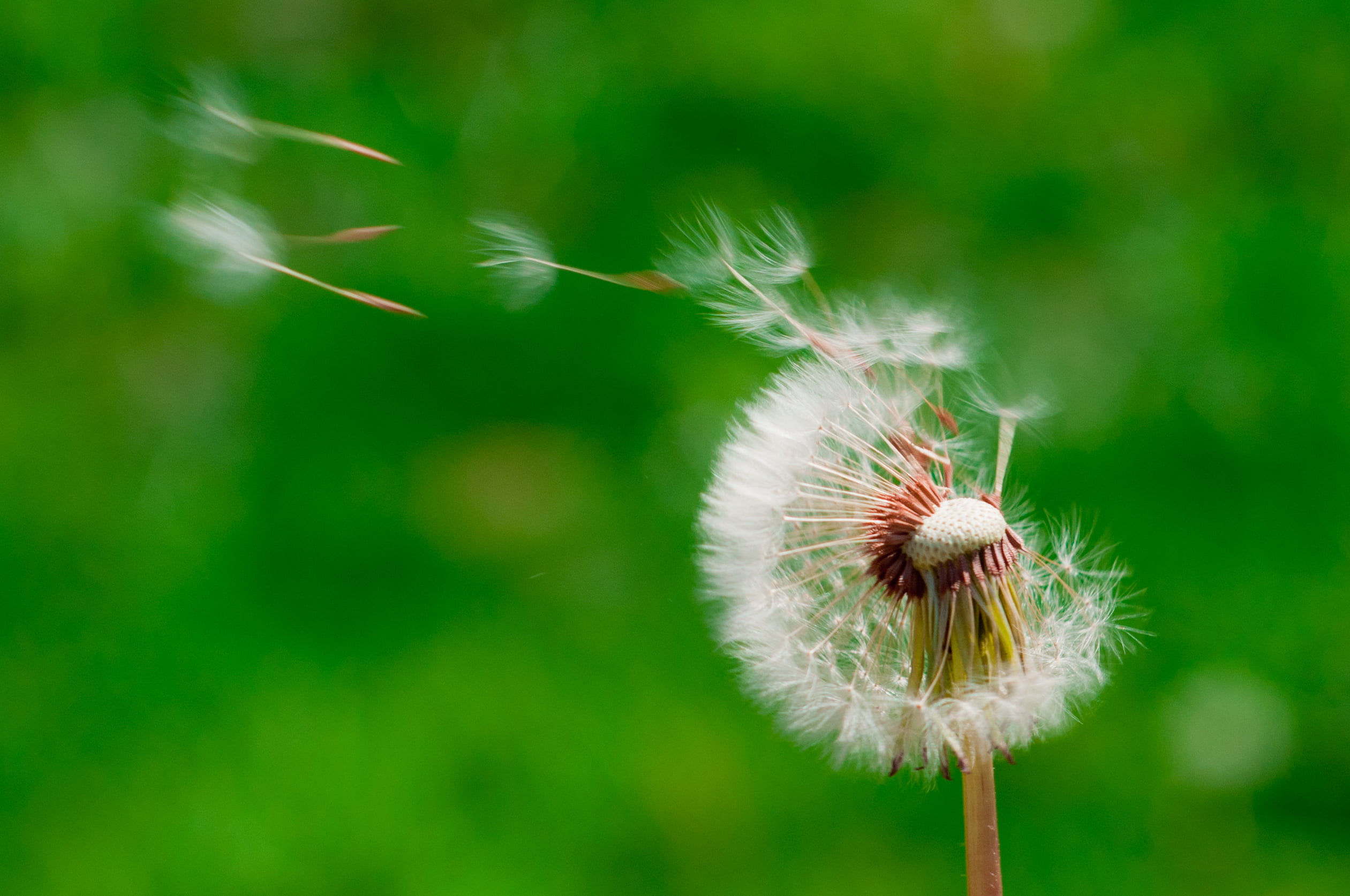 wind blowing dandelion buds in selective focus photography 2k
