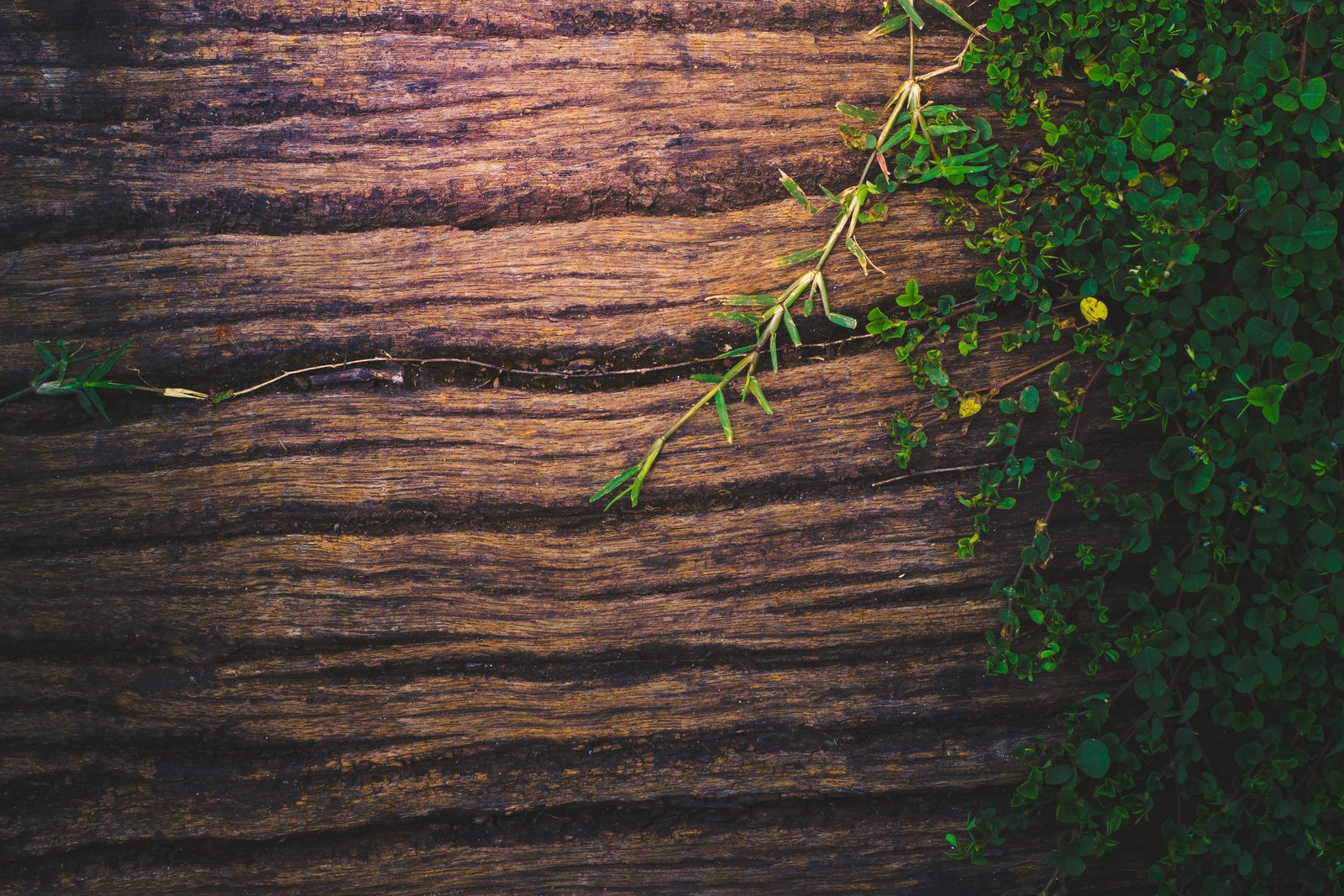 wood background wooden nature plant texture green old 2k 4k 5k
