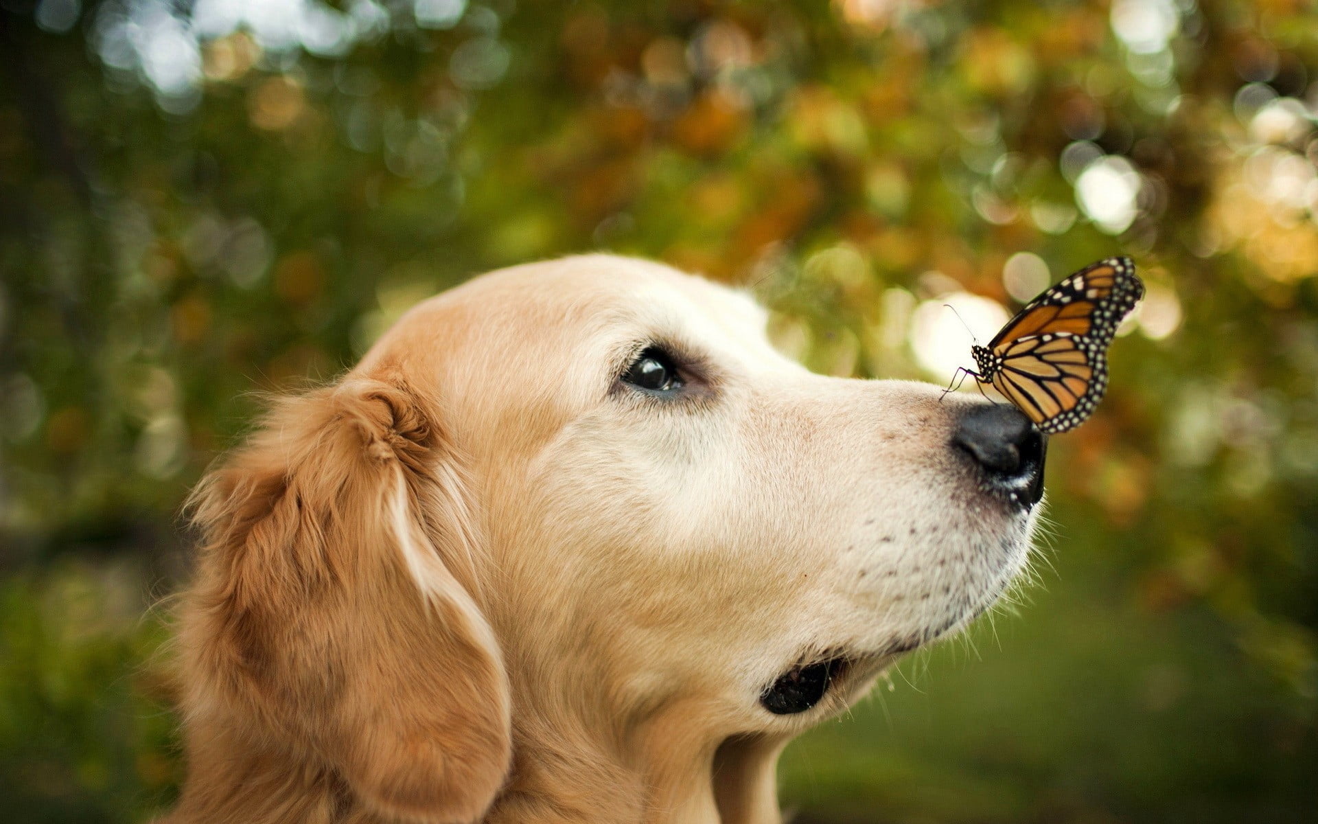 adult golden retriever with black and brown butterfly on it s nose 2k