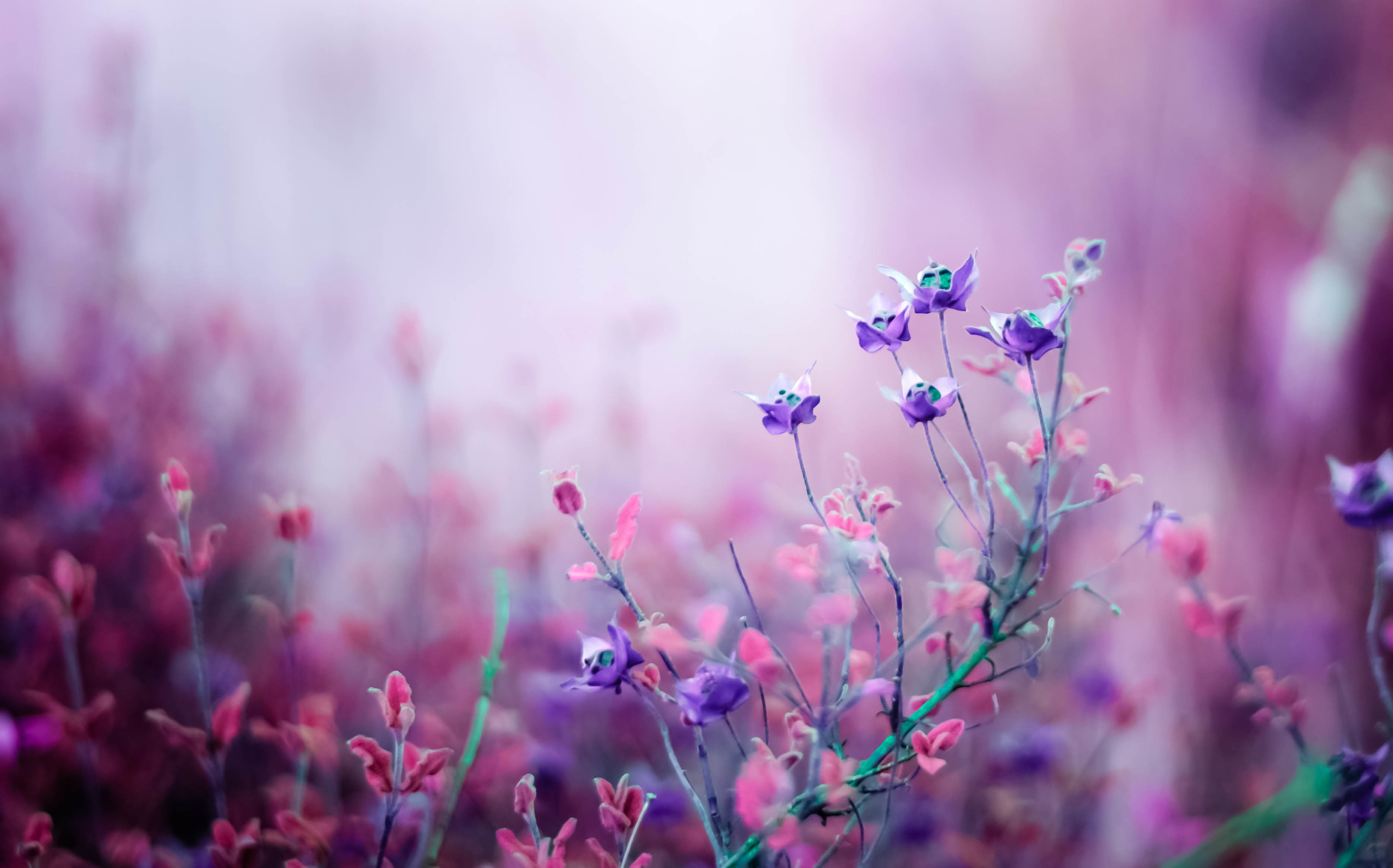 assorted flowers macro nature pink field lilac bokeh purple 2k 4k