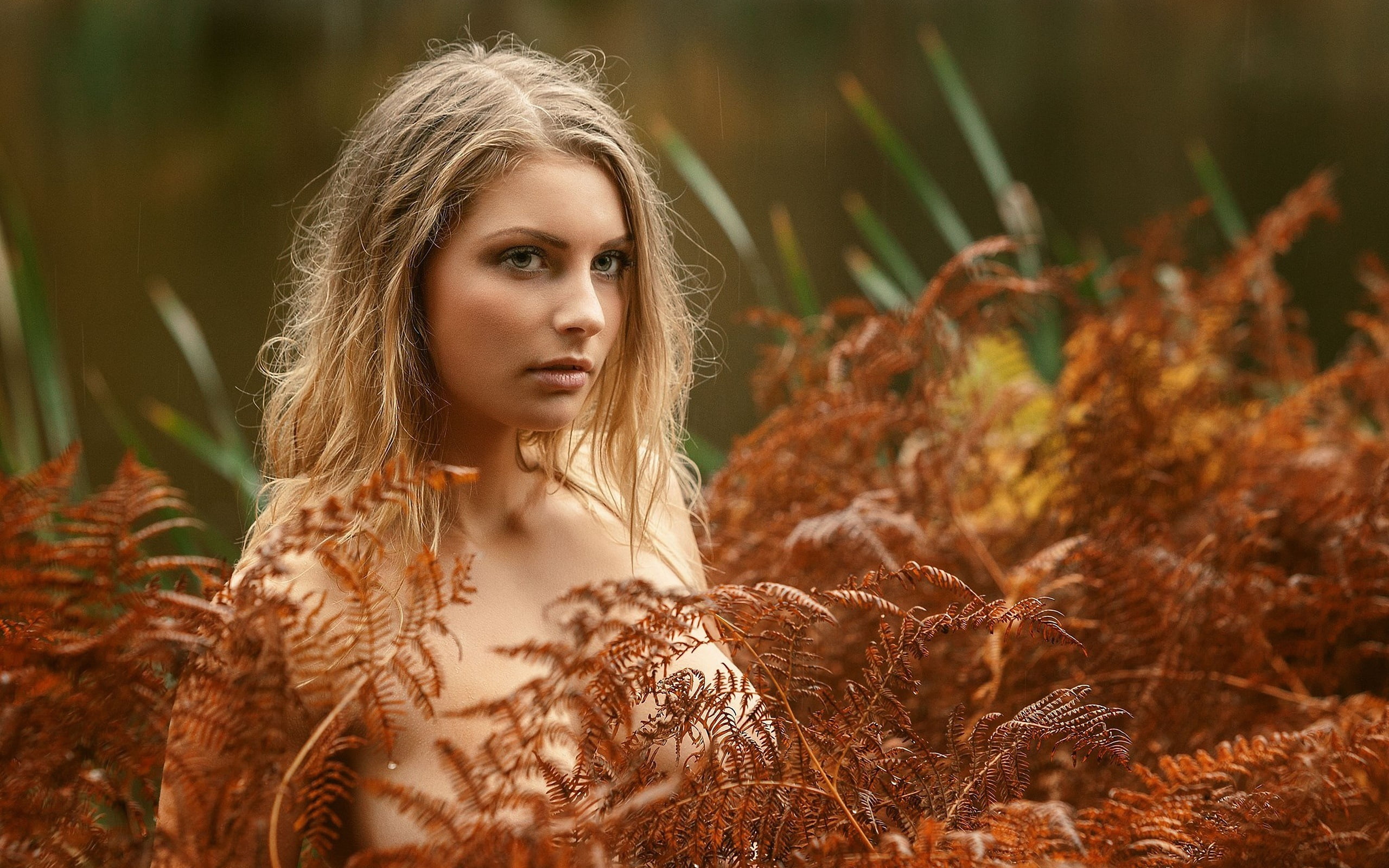 autumn plants blonde bokeh Tonny J rgensen 2k