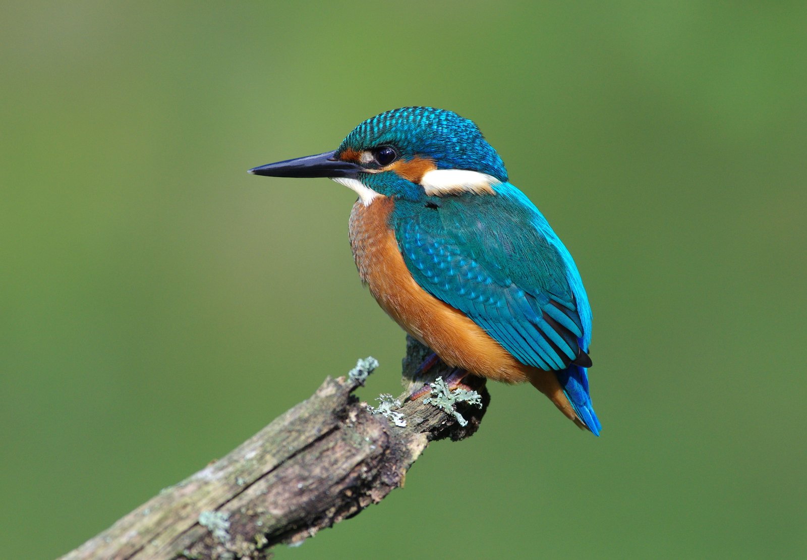 Bird kingfisher on branch blue and brown bird animals background 2k 4k 5k
