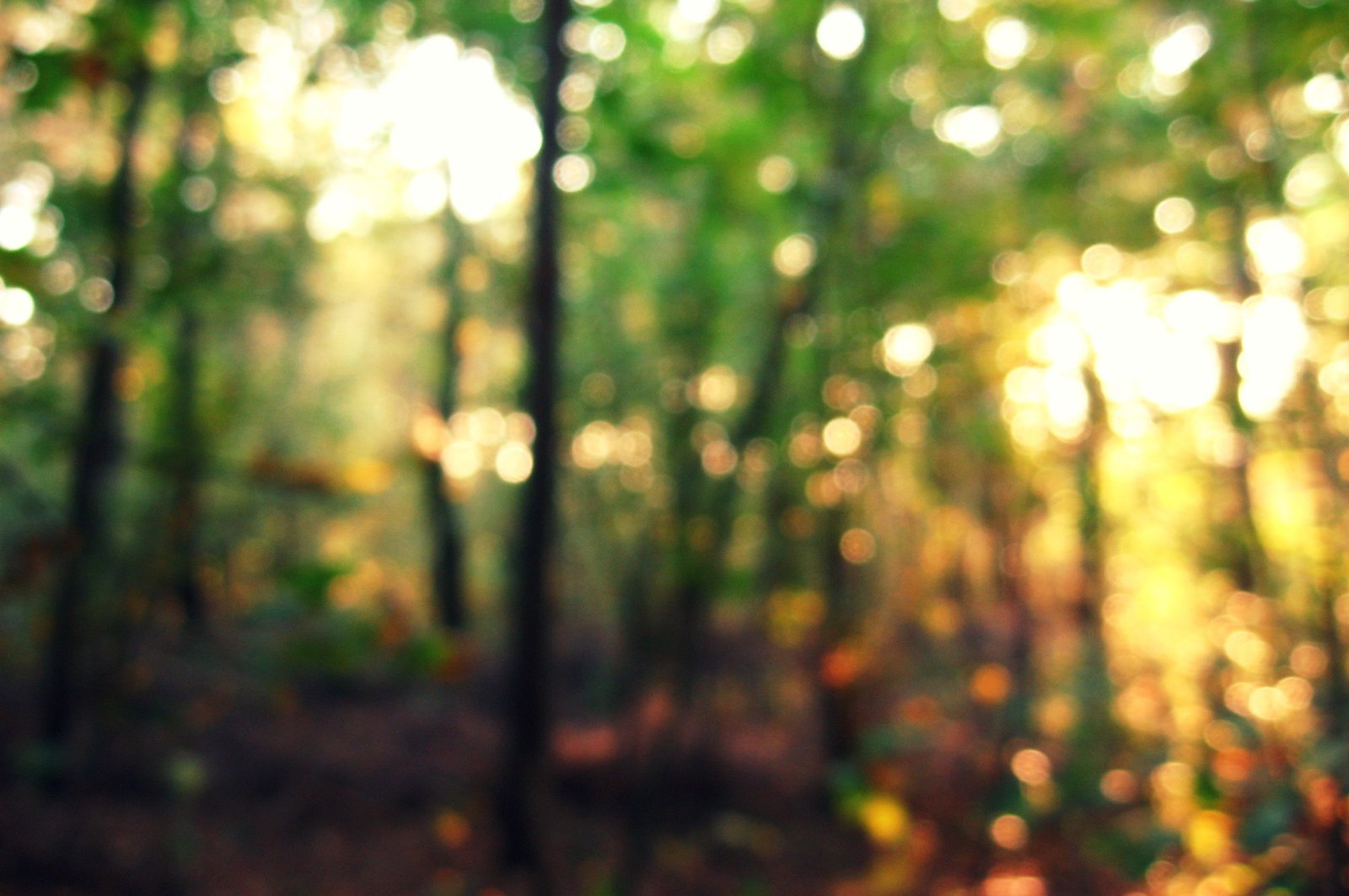Bokeh forest light autumn nature 2k