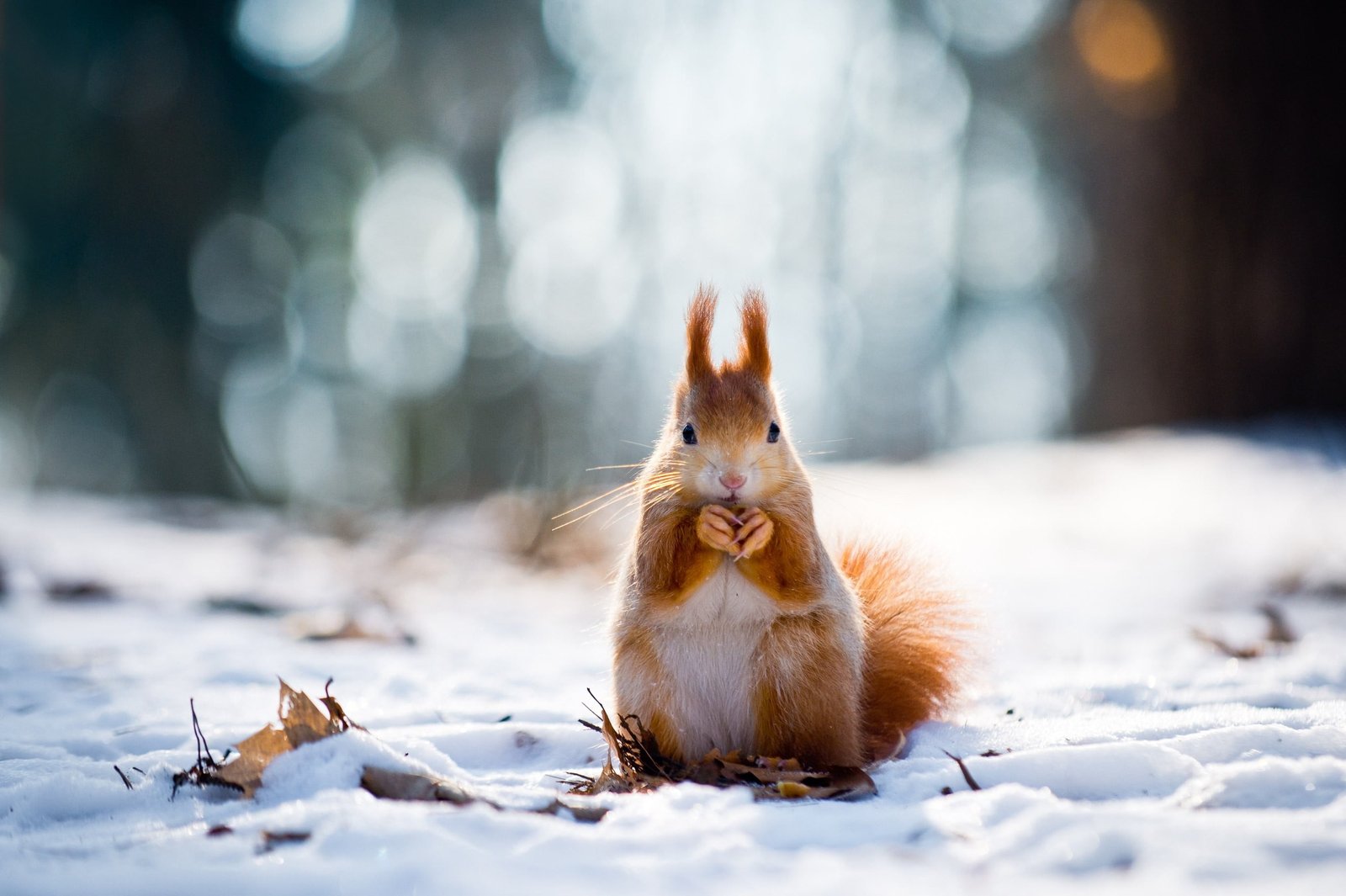 brown and white chinchilla rodent on snow during daytime 2k