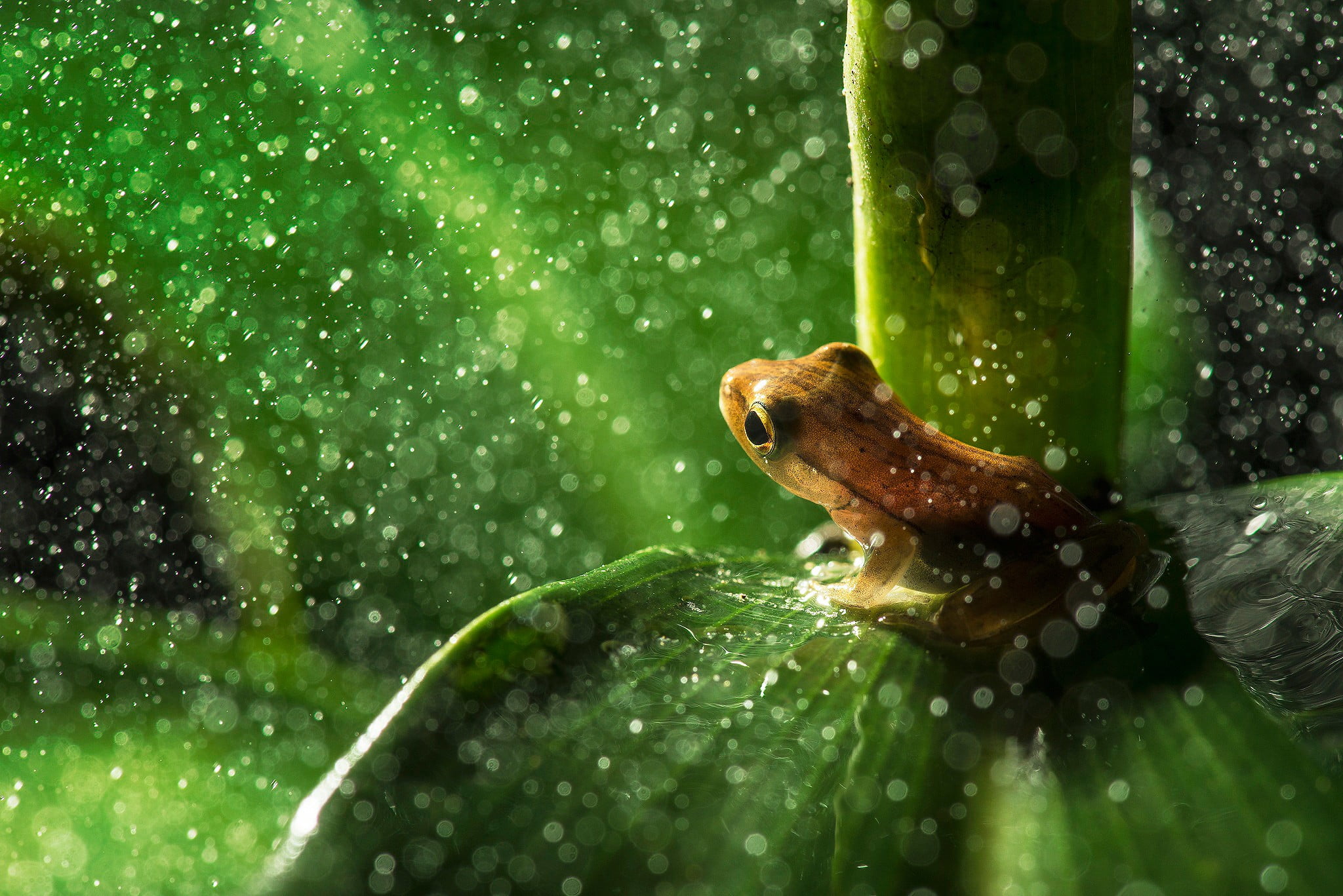 brown frog closeup photography of on green leaf plant 2k