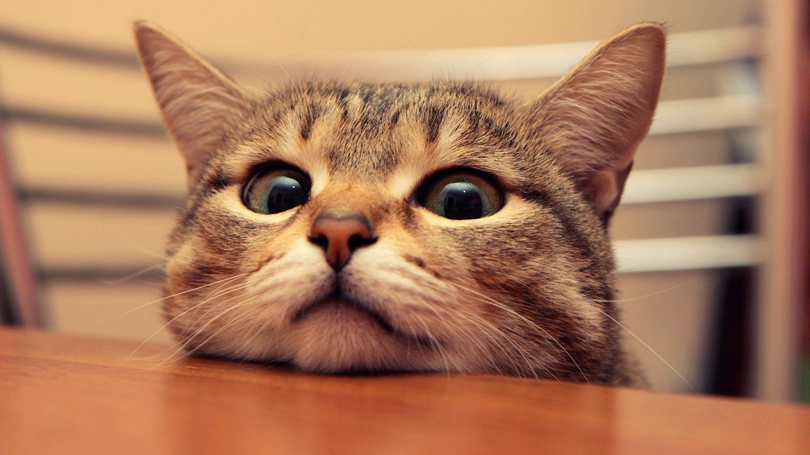 Cat Animals Bokeh Cute 4 2k