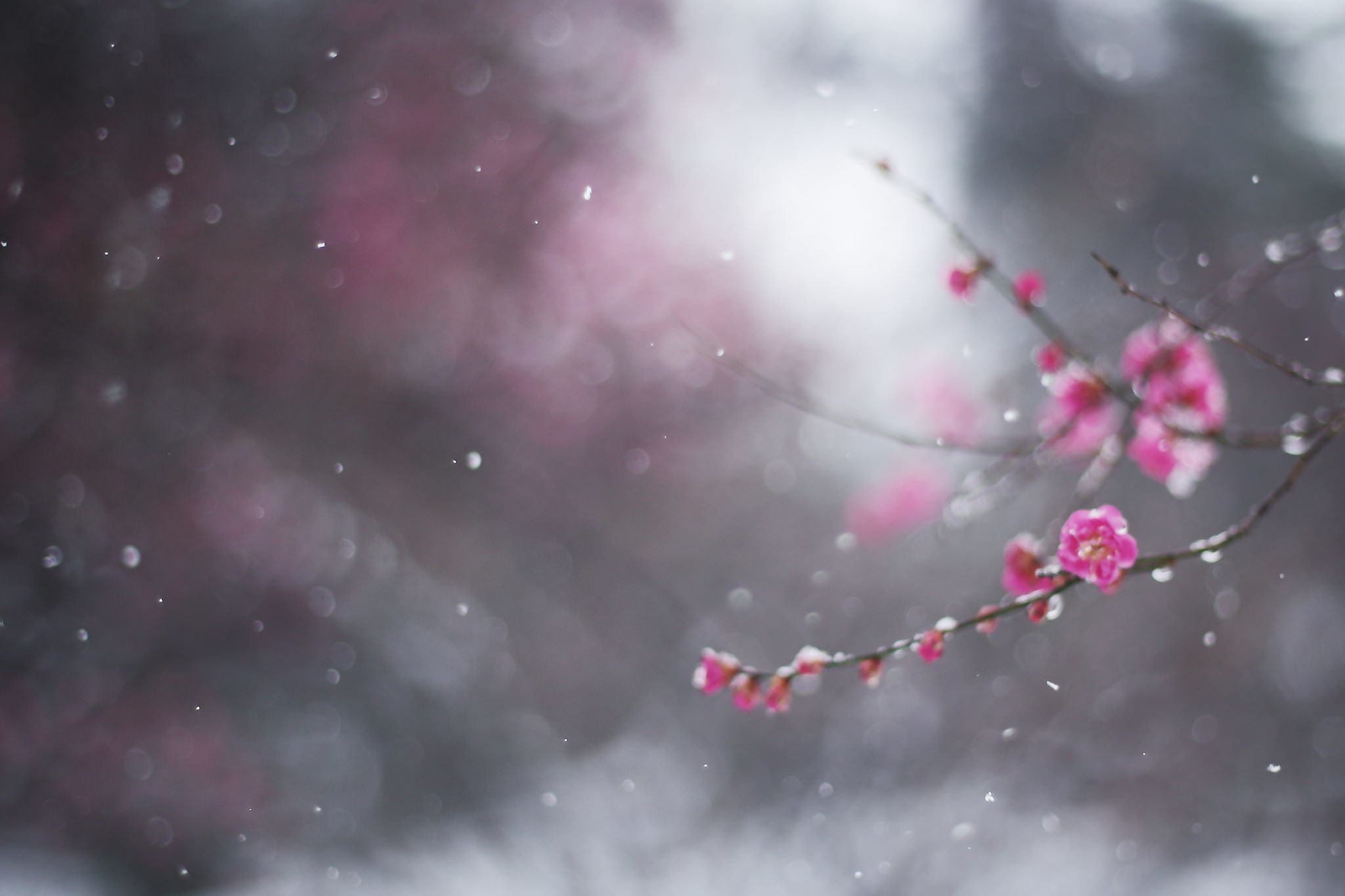 cherry blossom winter flower macro snow branch bokeh drain 2k