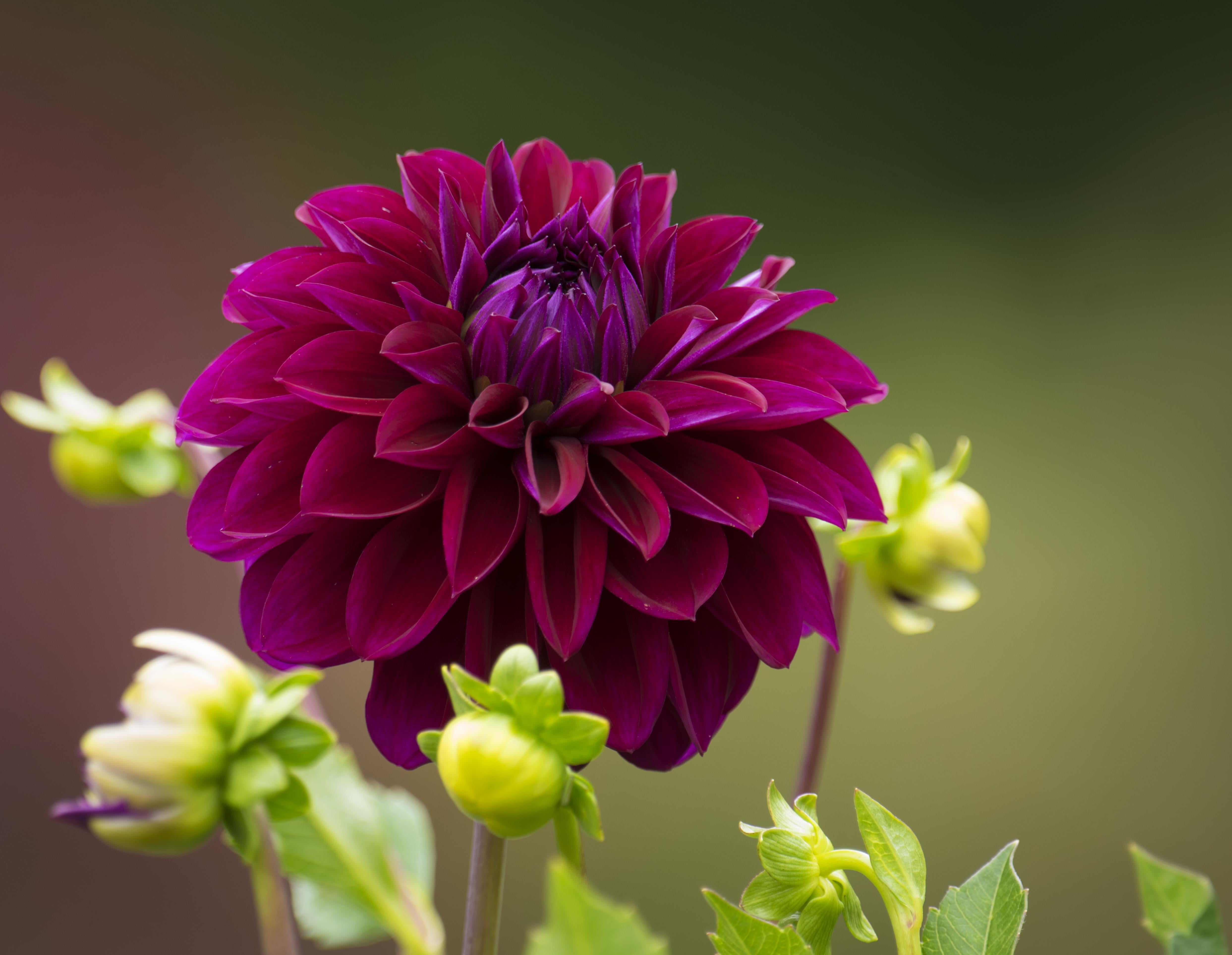 close photo of purple cluster petaled flower dahlia red longwood gardens 21 2k 4k 5k