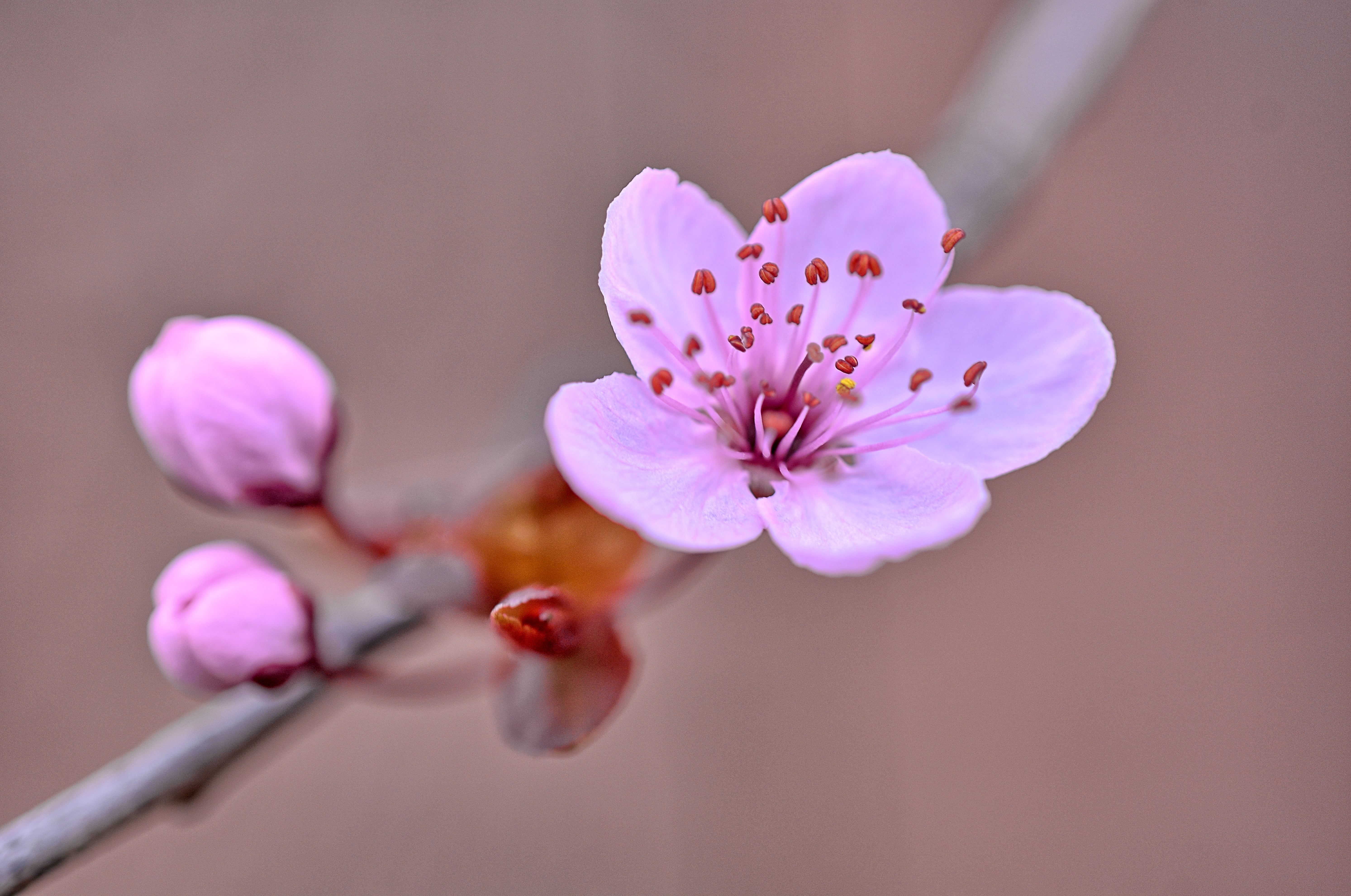 close up photo of pink Cherry Blossom at daytime Soft Flowering 2k 4k 5k